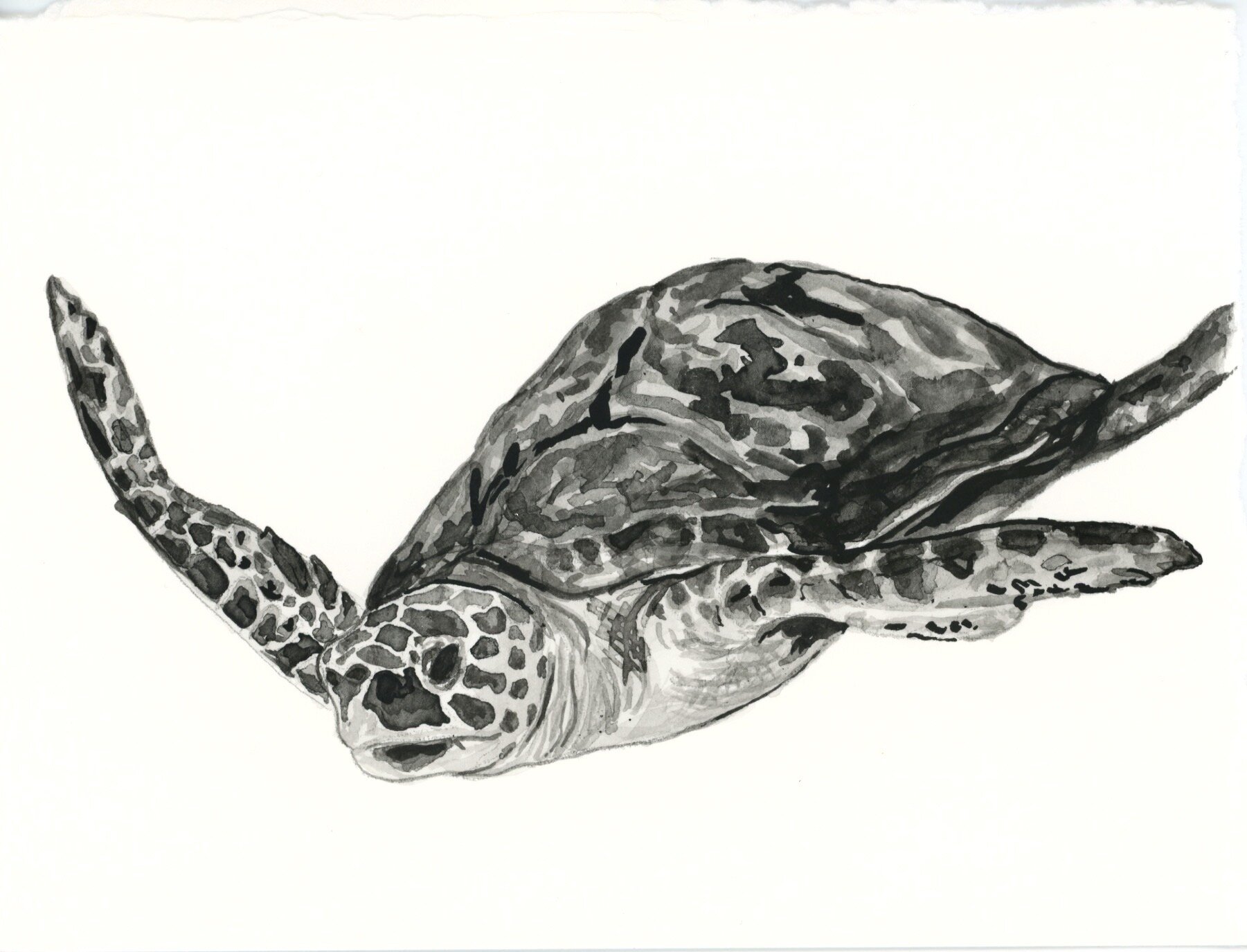 Loggerhead Sea Turtle 11.jpeg