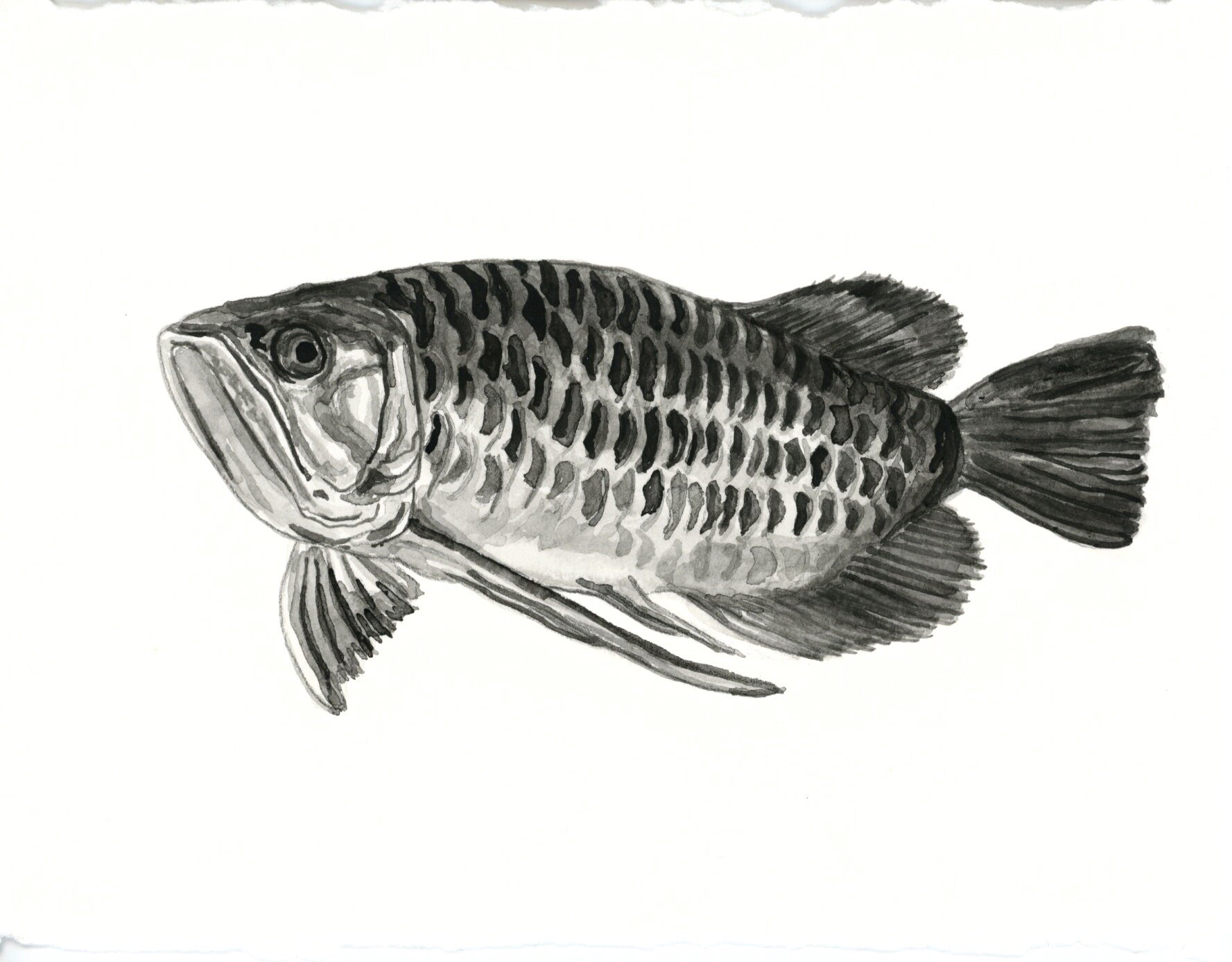 Asian Arowana 14.jpeg