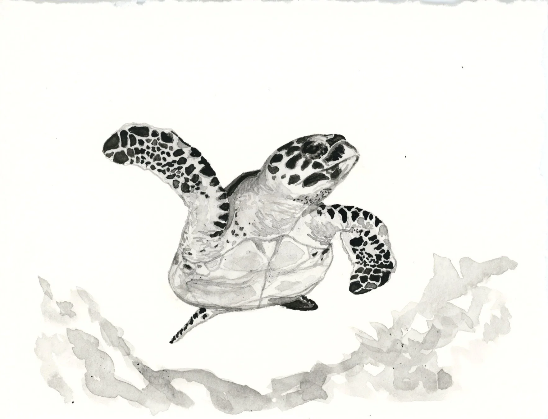 Hawksbill Sea Turtle 17.jpeg