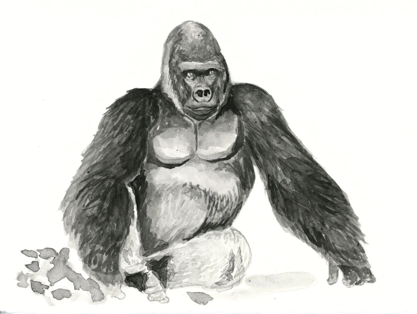 Eastern Lowland Gorilla 19.jpeg