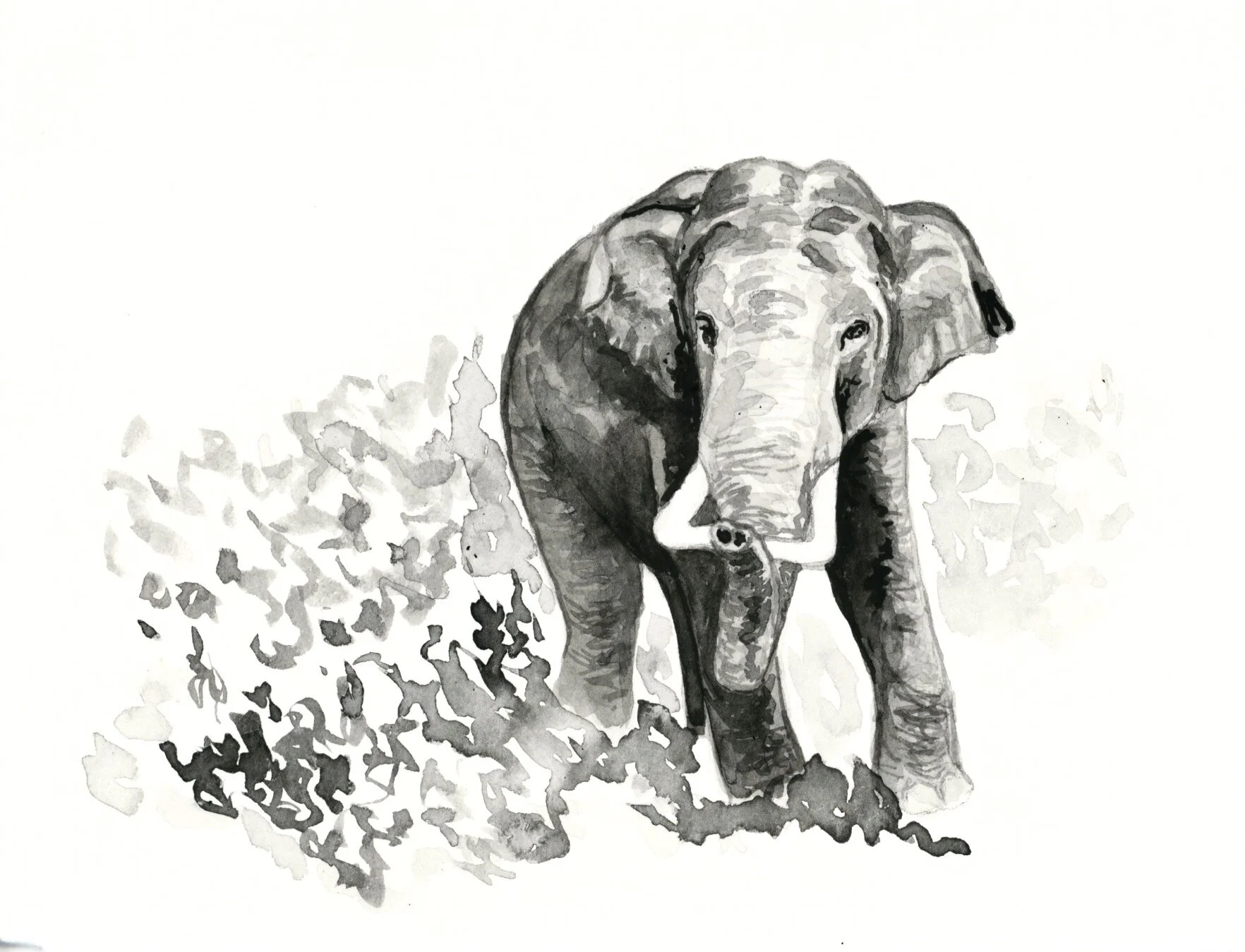 Indian Elephant 18.jpeg