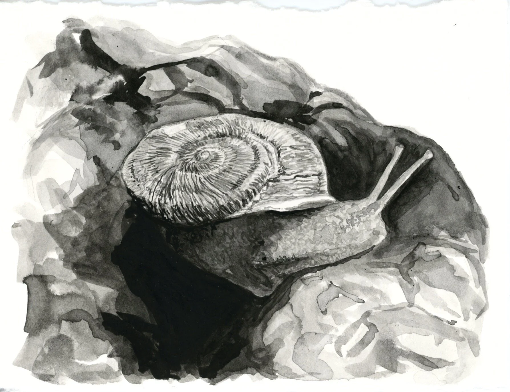 Iberus Gualtieranus 16.jpeg