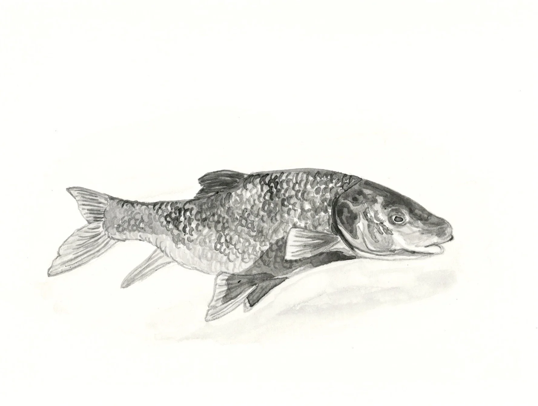SA Orange-fringed Large Mouth 24.jpeg