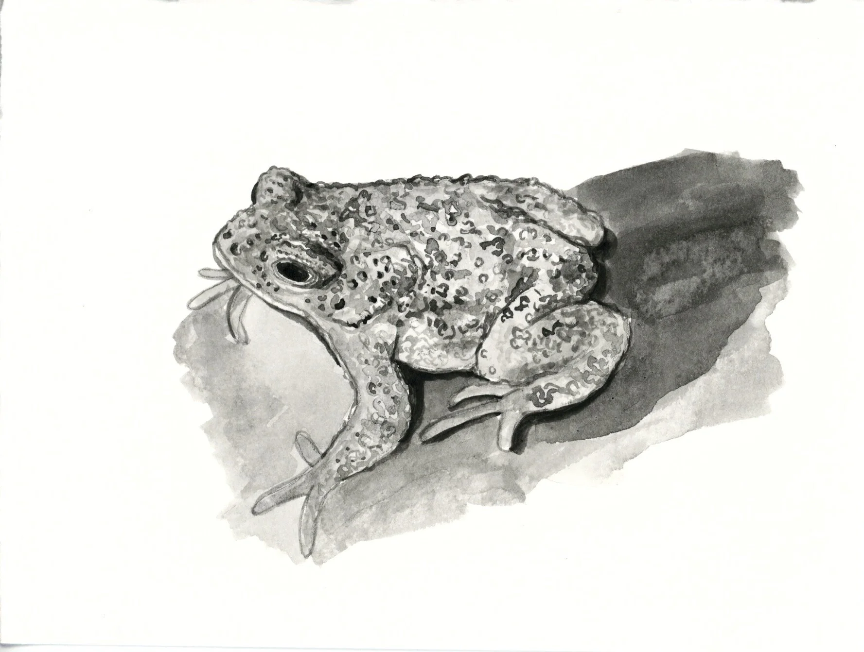 Humbali Village Toad 23.jpeg