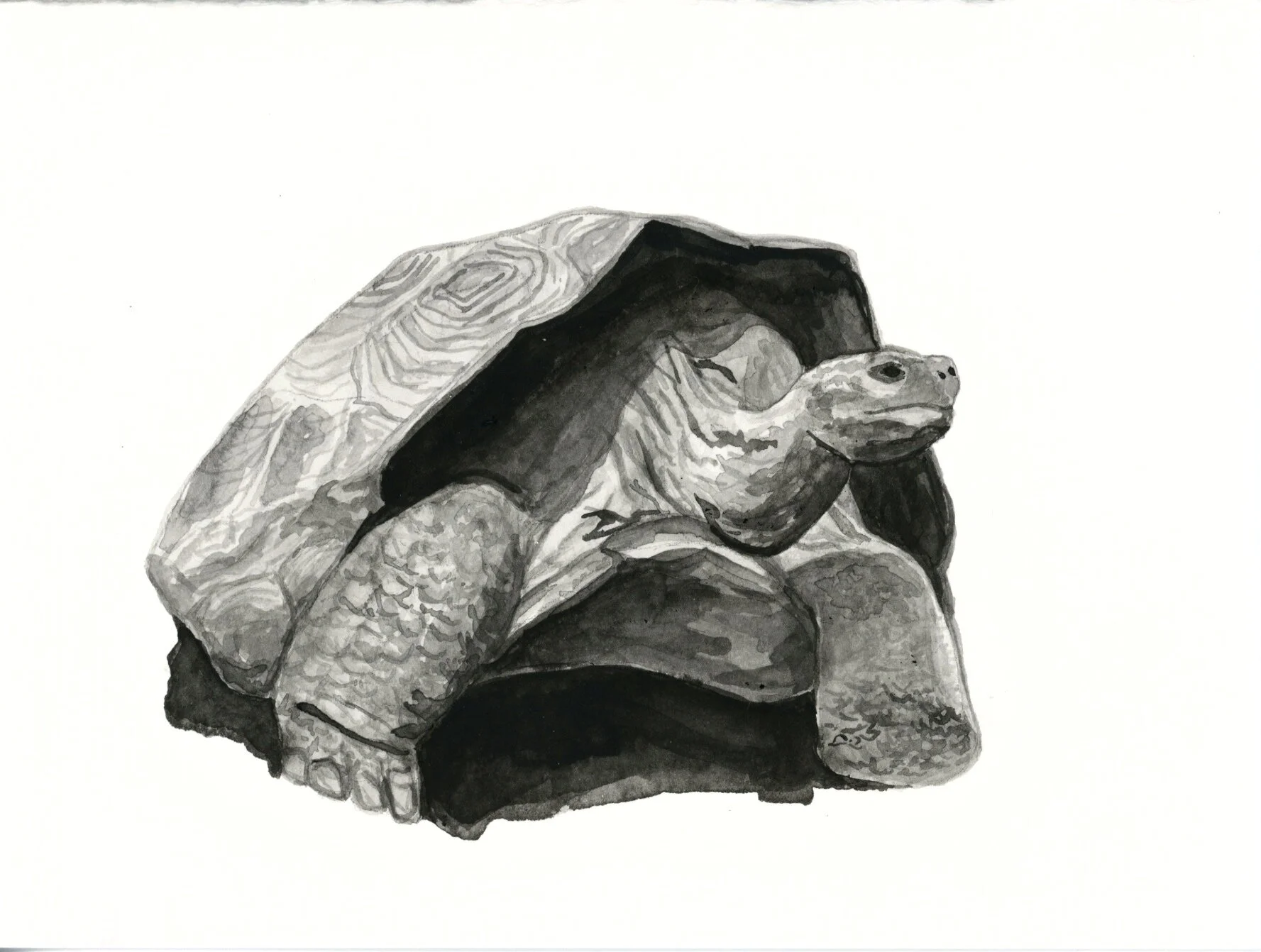 Chatham Island Giant Tortoise 22.jpeg