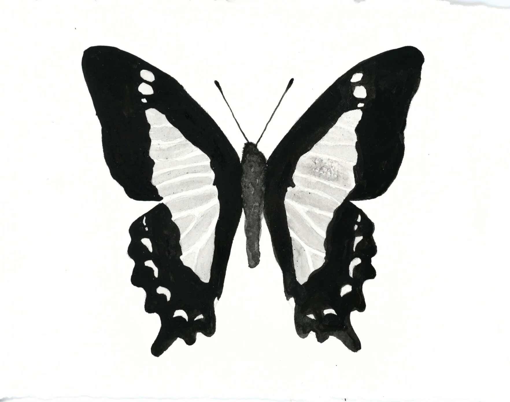 Apo Swallowtail Butterfly 20.jpeg