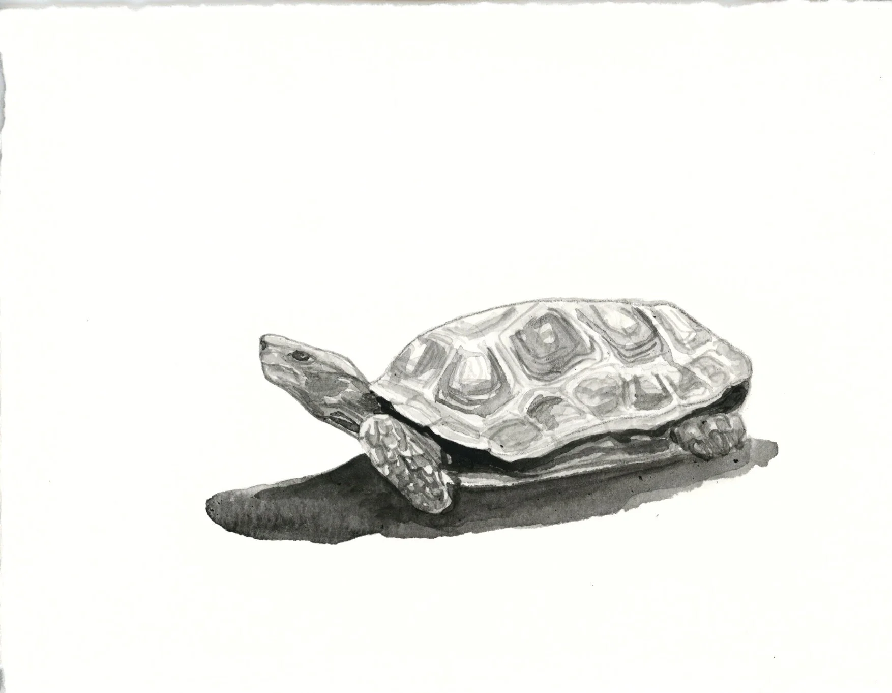 Asian Tortoise 26.jpeg