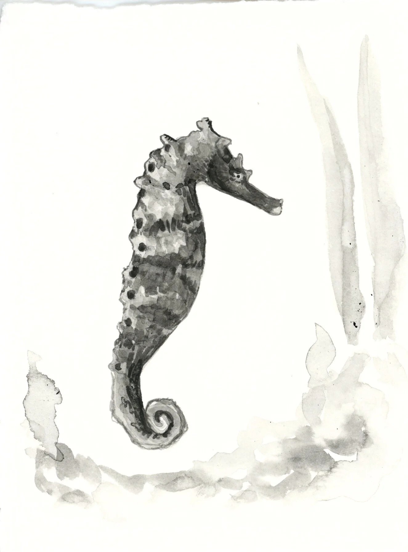 Cape Seahorse 25.jpeg