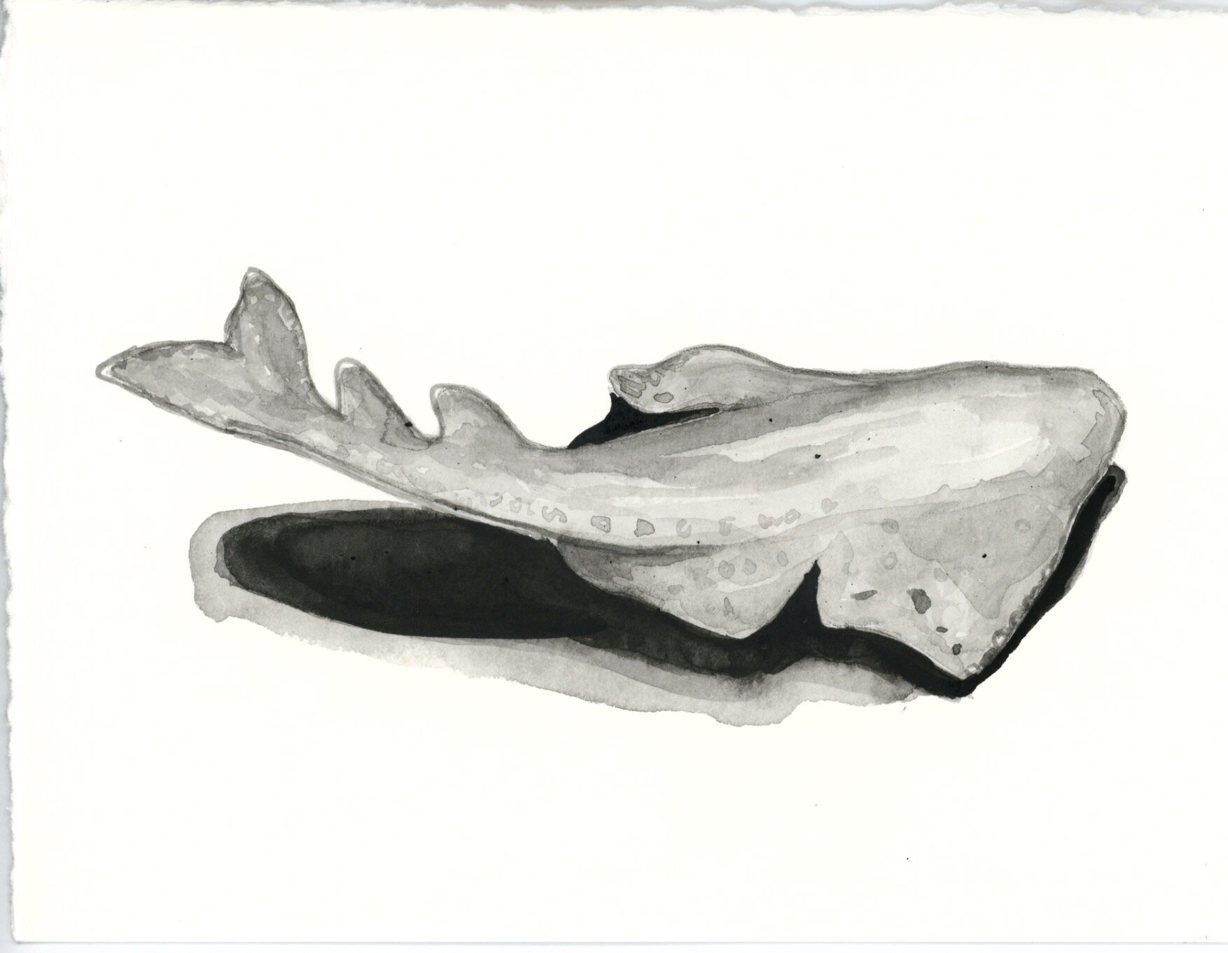 Angular Angel Shark 27.jpeg