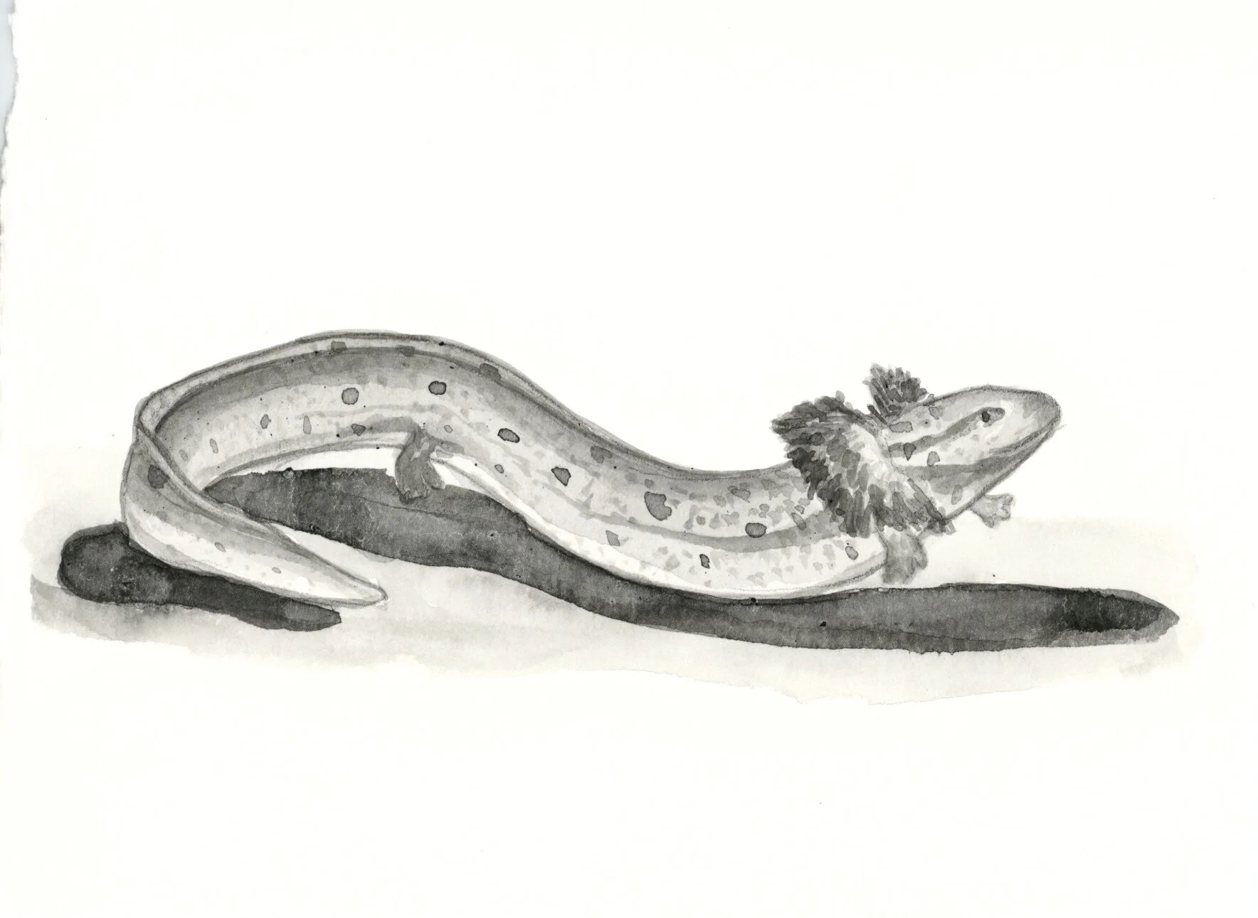 29 Alabama Waterdog Salamander.jpeg
