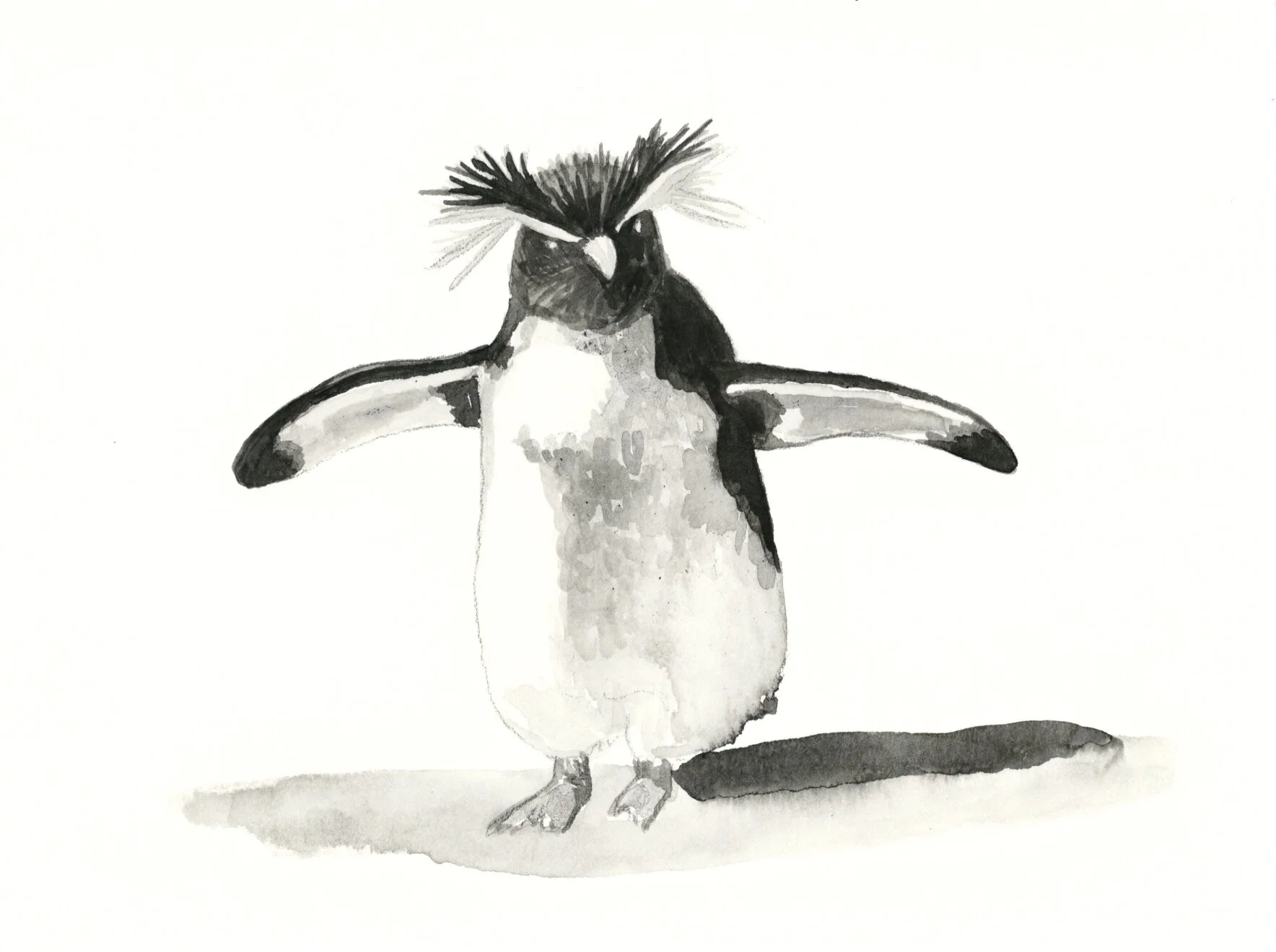 28 Northern Rockhopper Penguin.jpeg