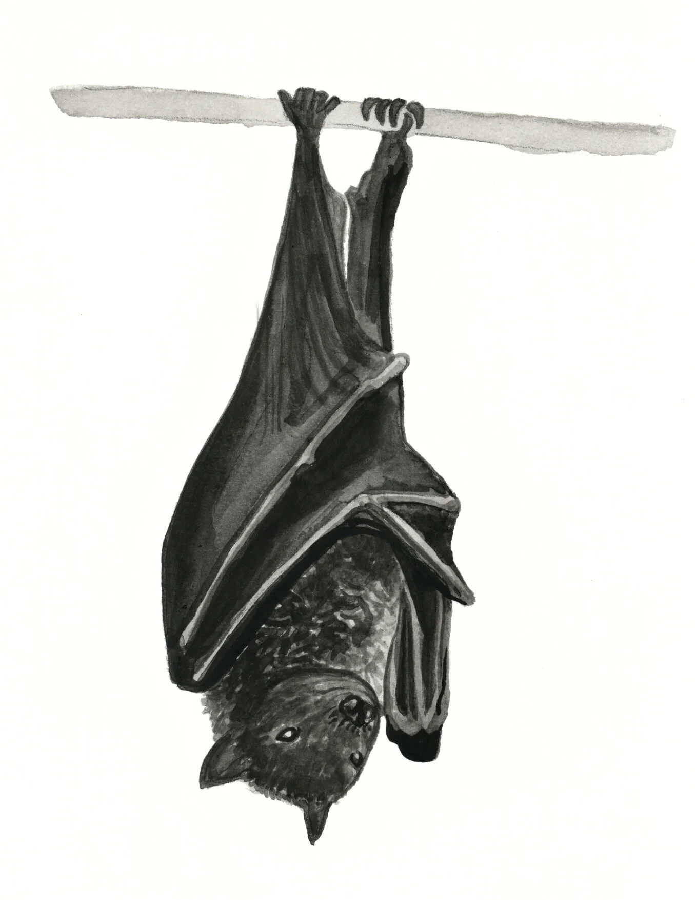 31 Mariana Fruit Bat.jpeg