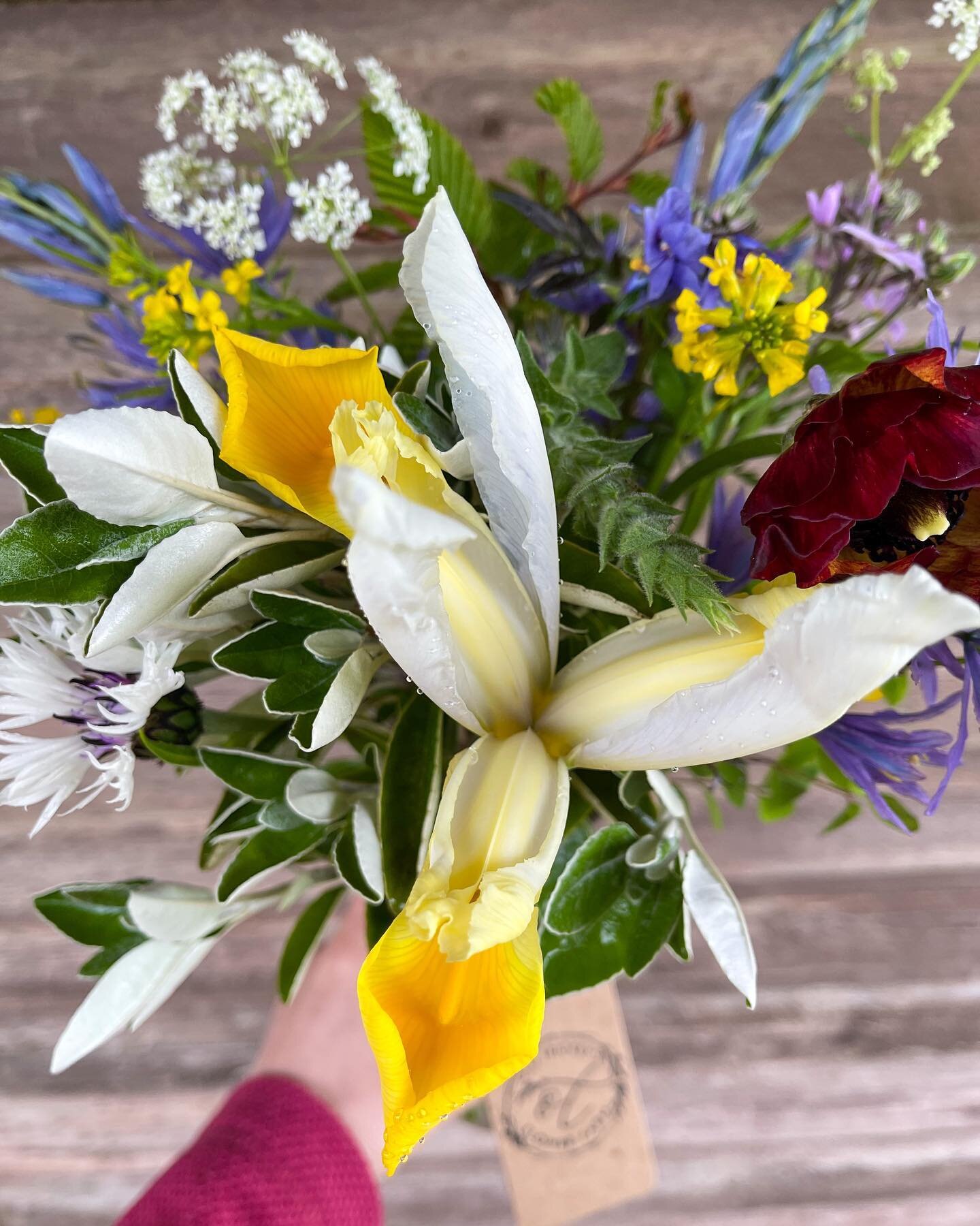🌱 Iris 🌱 

Beautiful irises are beginning to bloom in greater numbers now. You can find one or two tucked into today&rsquo;s jam jar posies up at the honesty stand or your bouquet orders.

Every time I see an Iris, I can&rsquo;t help but laugh and 