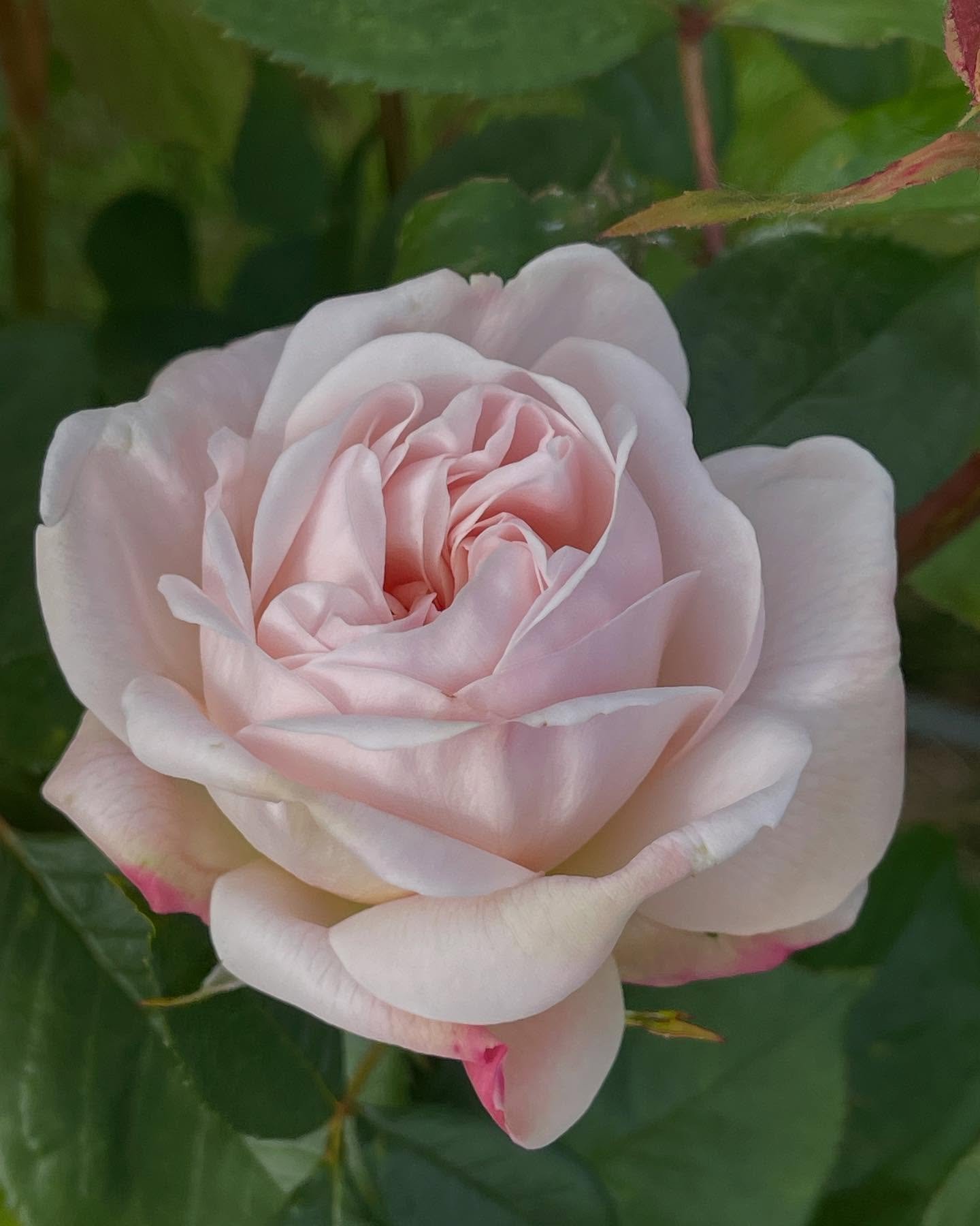 The first rose and what a beauty 🌱 

#rose #englishrose #davidaustinroses #seasonalflowers