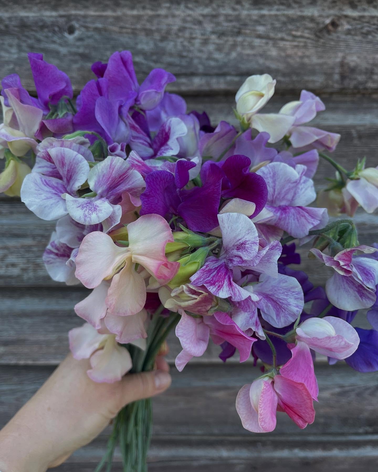 SWEET PEAS 🌱 

First full handful and the earliest it&rsquo;s ever been! 

Loving the ☀️ but a good spell of rain would be a relief for all growers!

Sweet peas will be landing at the stand daily as they get into full flow 🌱 

#sweetpea #sweetpeas 