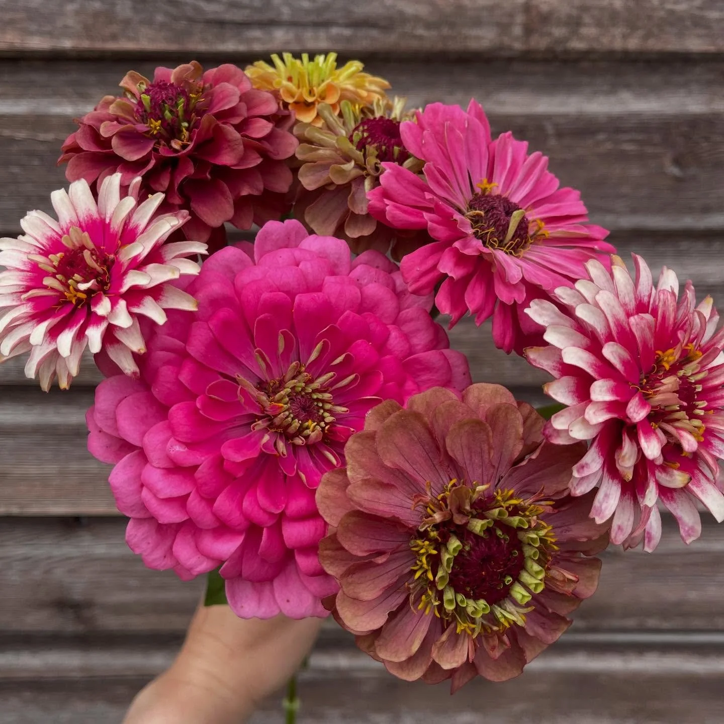 The heat-loving zinnias are in their element with all the ☀️ this year 🌱 

#zinnia #zinnias #heatlovers #sunshine #summerflowers
