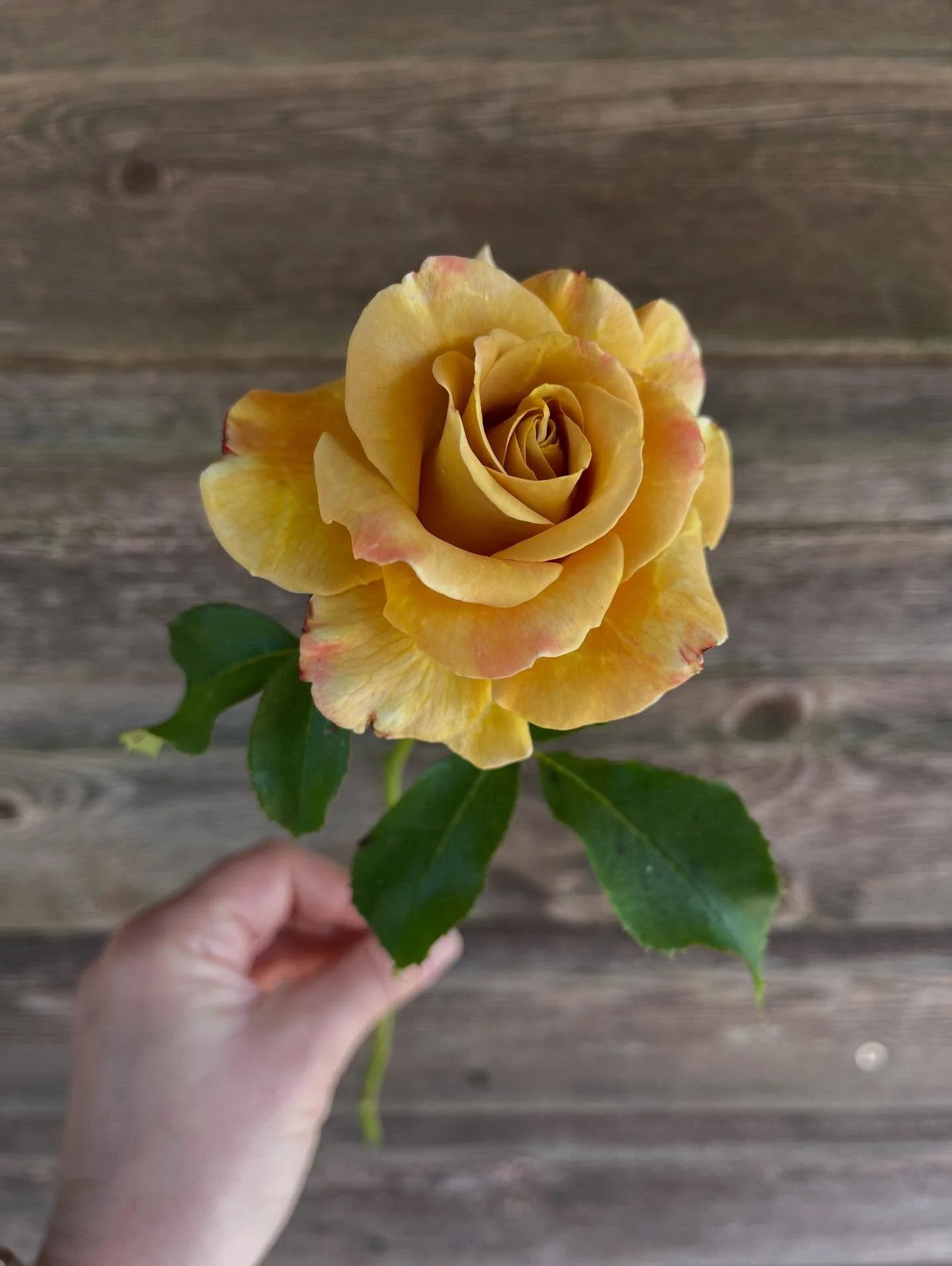 I spotted this rose in the corner of my eye this morning while out picking. I almost overlooked it. It&rsquo;s come from a very unproductive rose bush. Literally just one rose from one single stem growing from the base. But wow, it&rsquo;s so stunnin