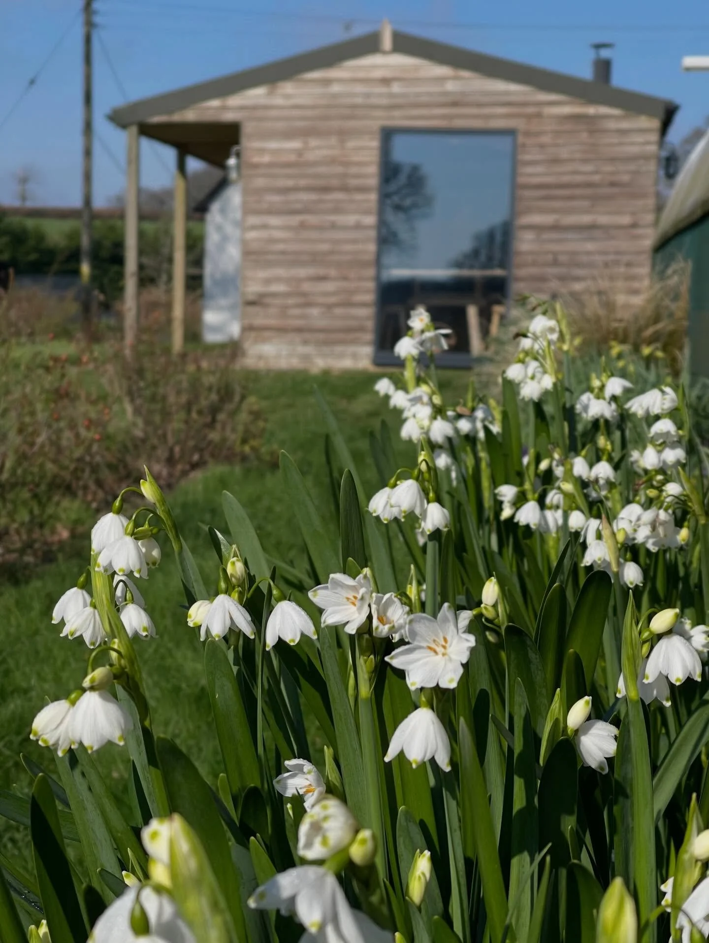 Spring is inching closer and I can&rsquo;t wait for the fresh flower season in April 🌼 😊 🌼 

Any early blooms might make their way up to the honesty stand towards the end of the month but I&rsquo;ll be taking bouquet orders in April, right through