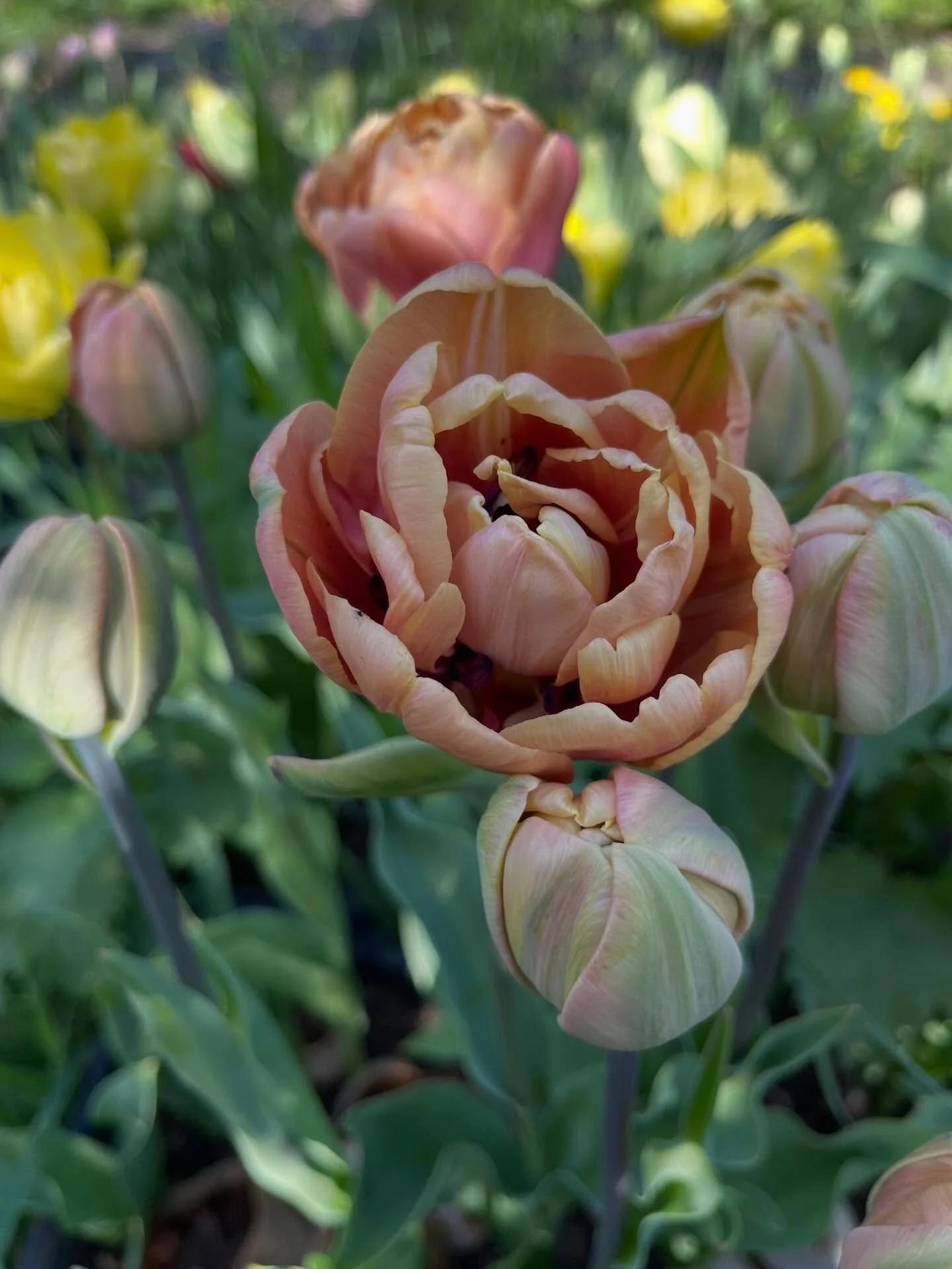 The ☀️ is bringing along so many gorgeous tulips 🌷 

Find them in your posies and bouquets this week 💐
