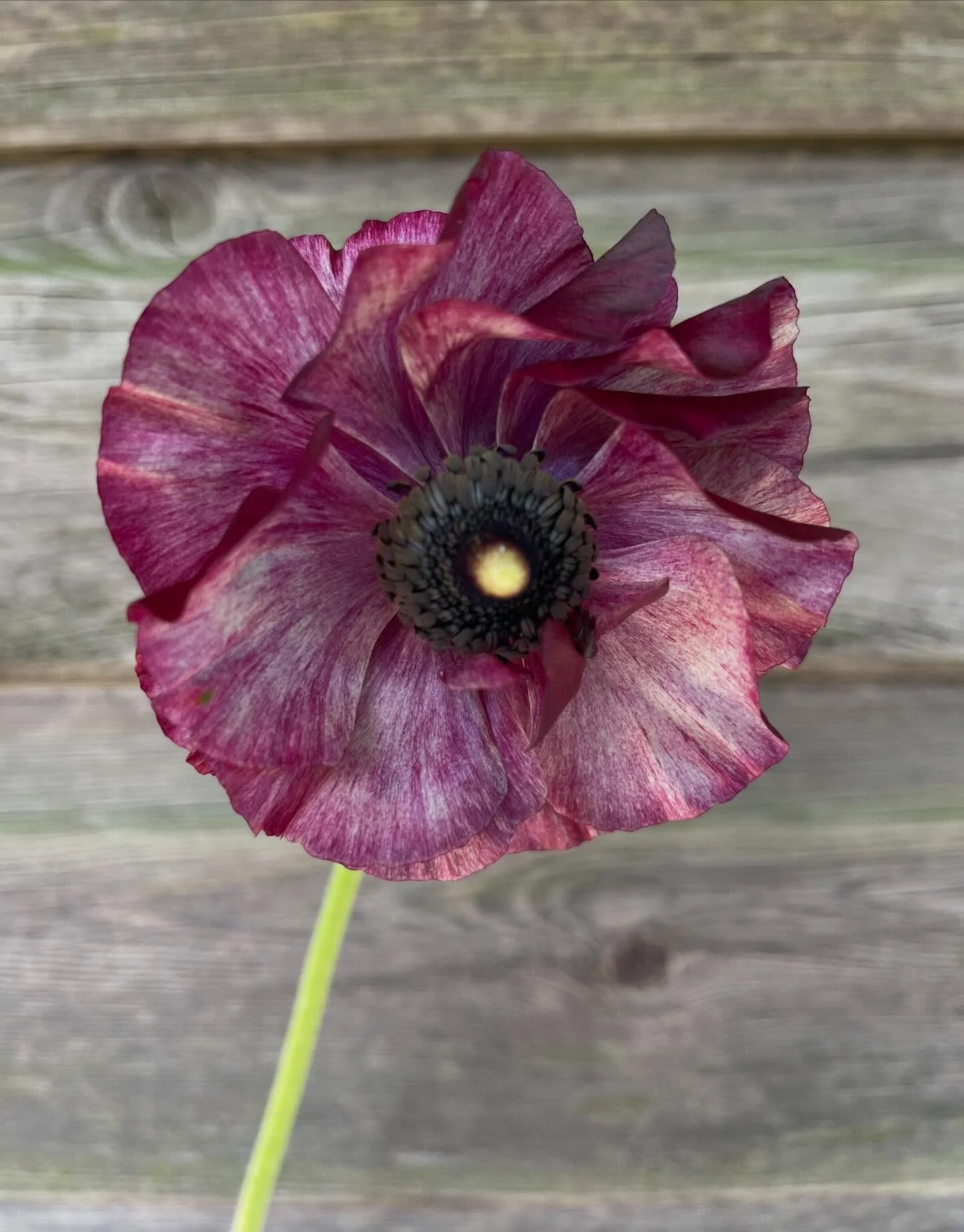 Just loving this rippled ranunculus 🌱 

They are starting to get into their stride and filling the polytunnel with colour 💜 🩷 💛