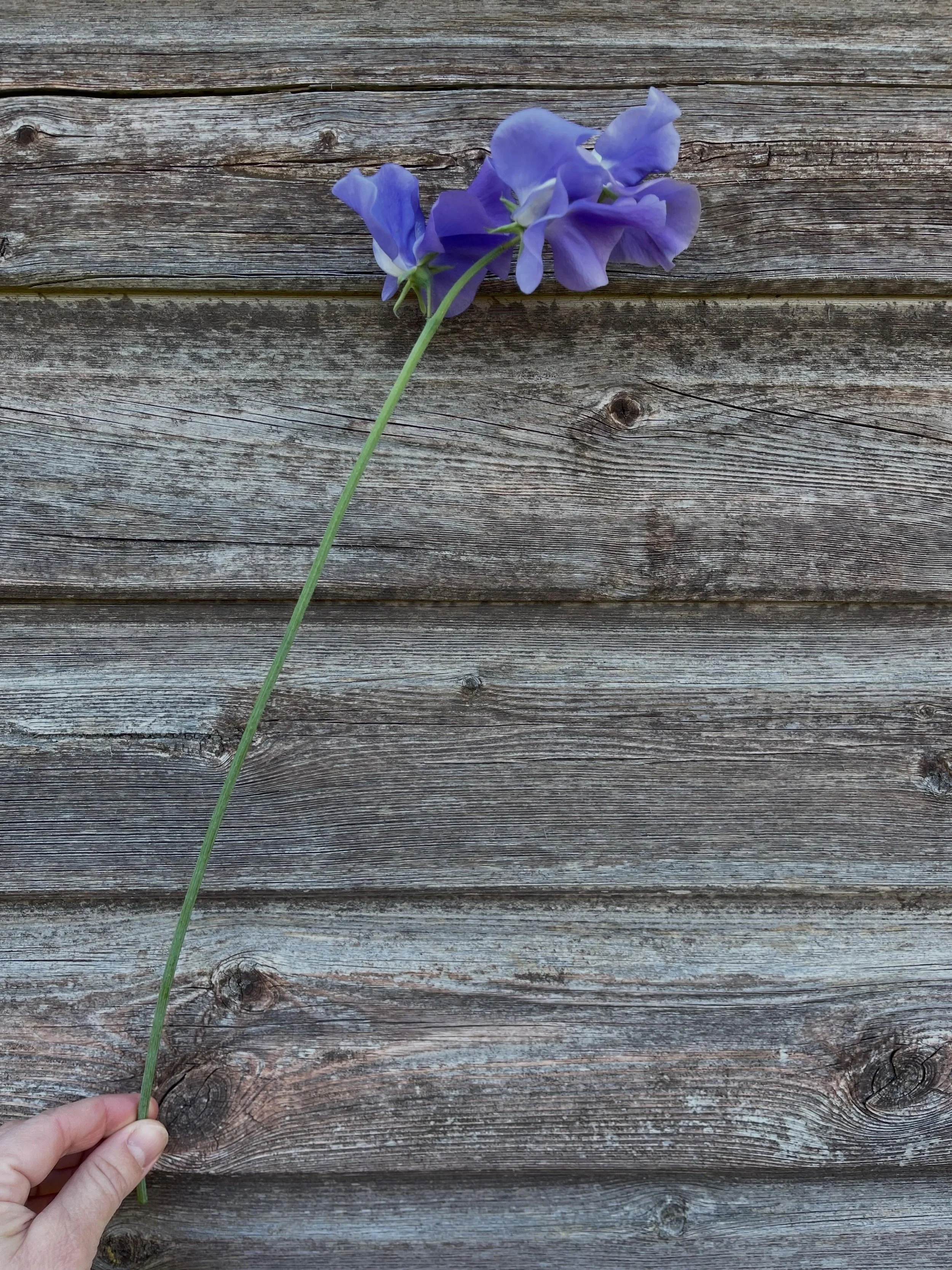 SWEET PEAS 🌱 

The first one of the season and what an incredible stem length!