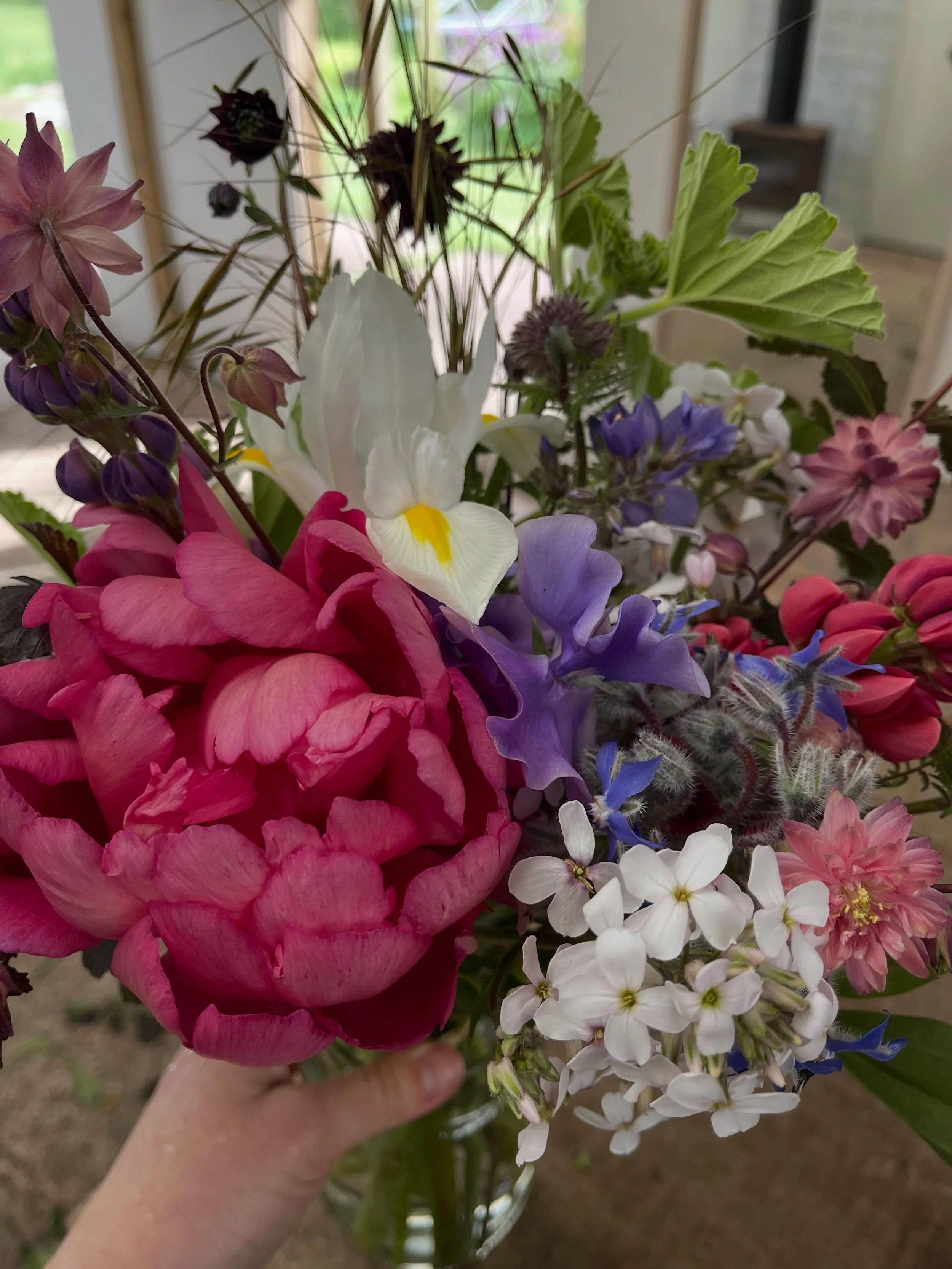 When sweet peas, peonies, iris and lupins are in flower at the same time 🩷 💛 💜