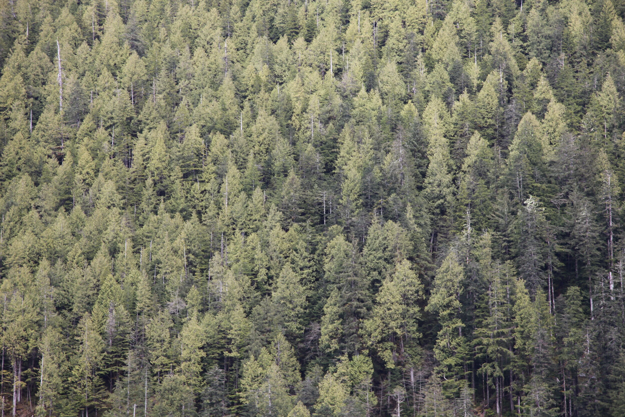 Civardi Furniture receives FSC® COC certification