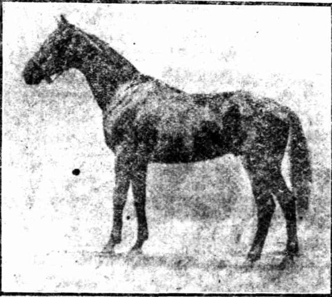 horse.JPG