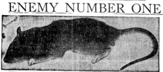 rat.jpg