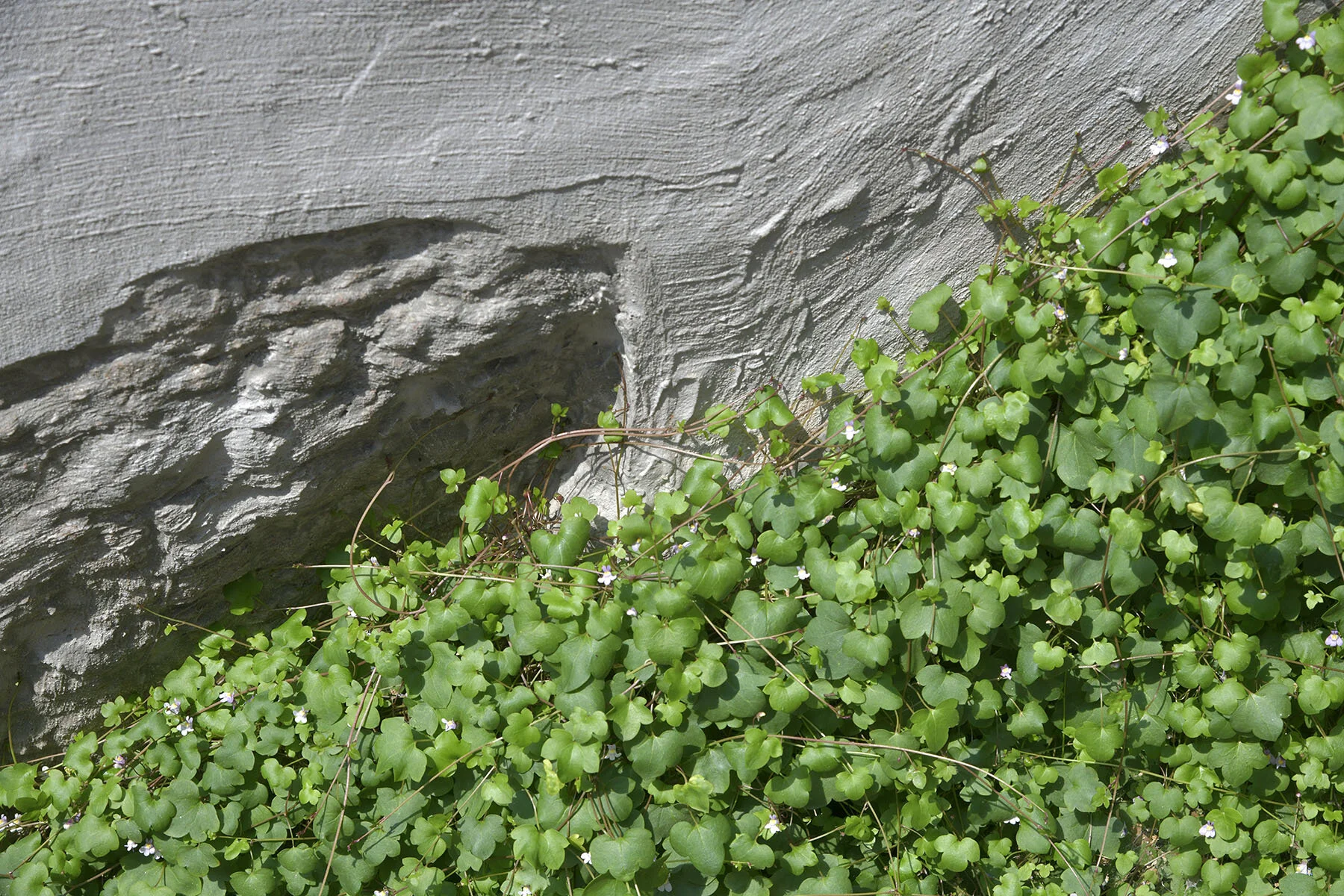 Duysent Droomen_beuk_0214.jpg