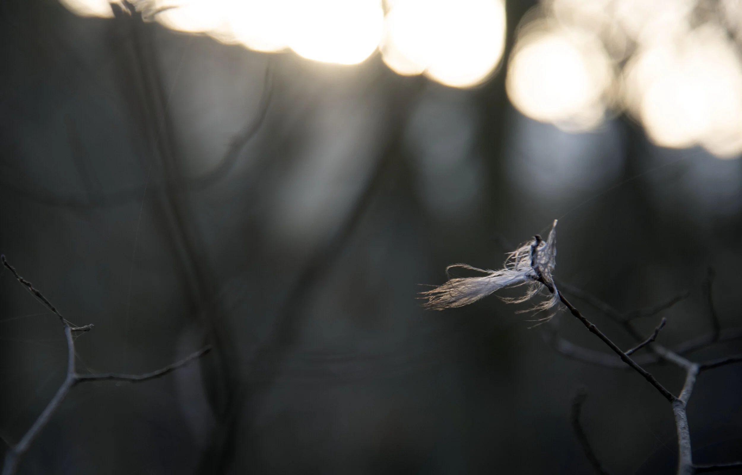 Feather caught in winter twig.jpg