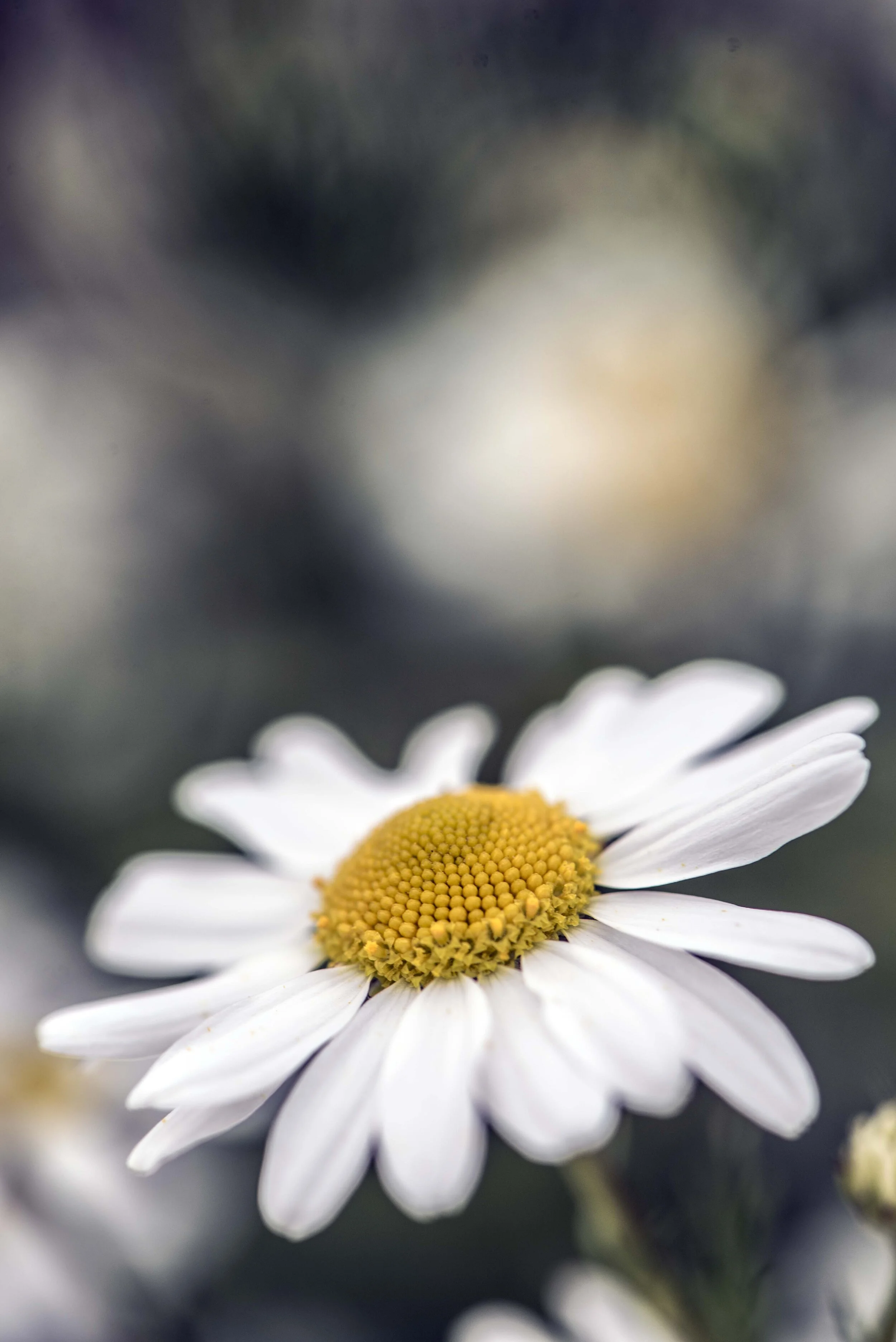 Marguerite Daisy for web.jpg