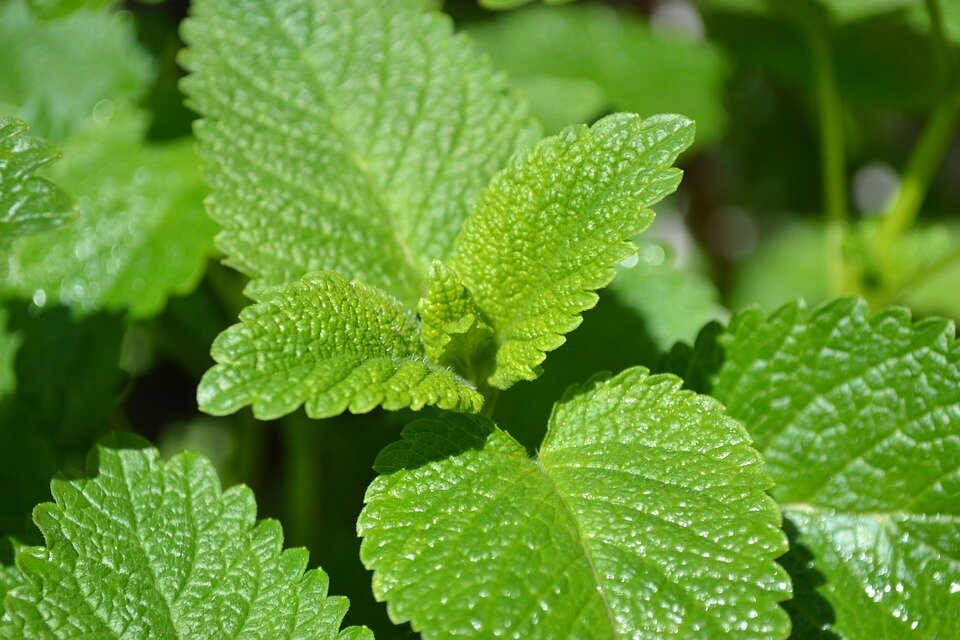 lemon-balm.jpg