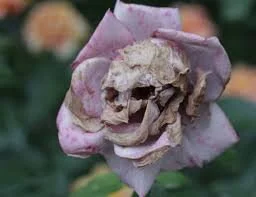 skeleton_in bud.jpeg