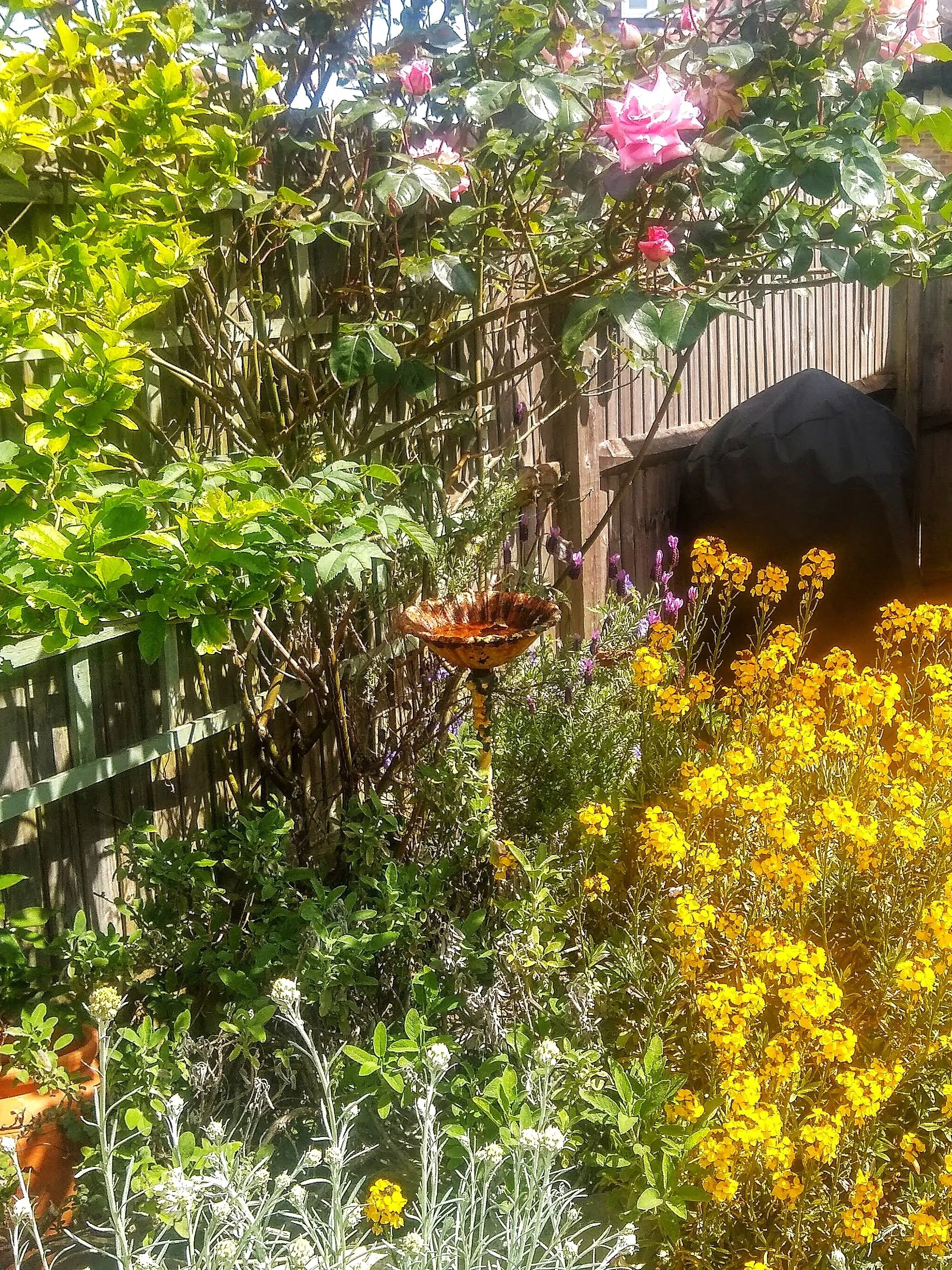 One of my Zen Spots in my Garden…