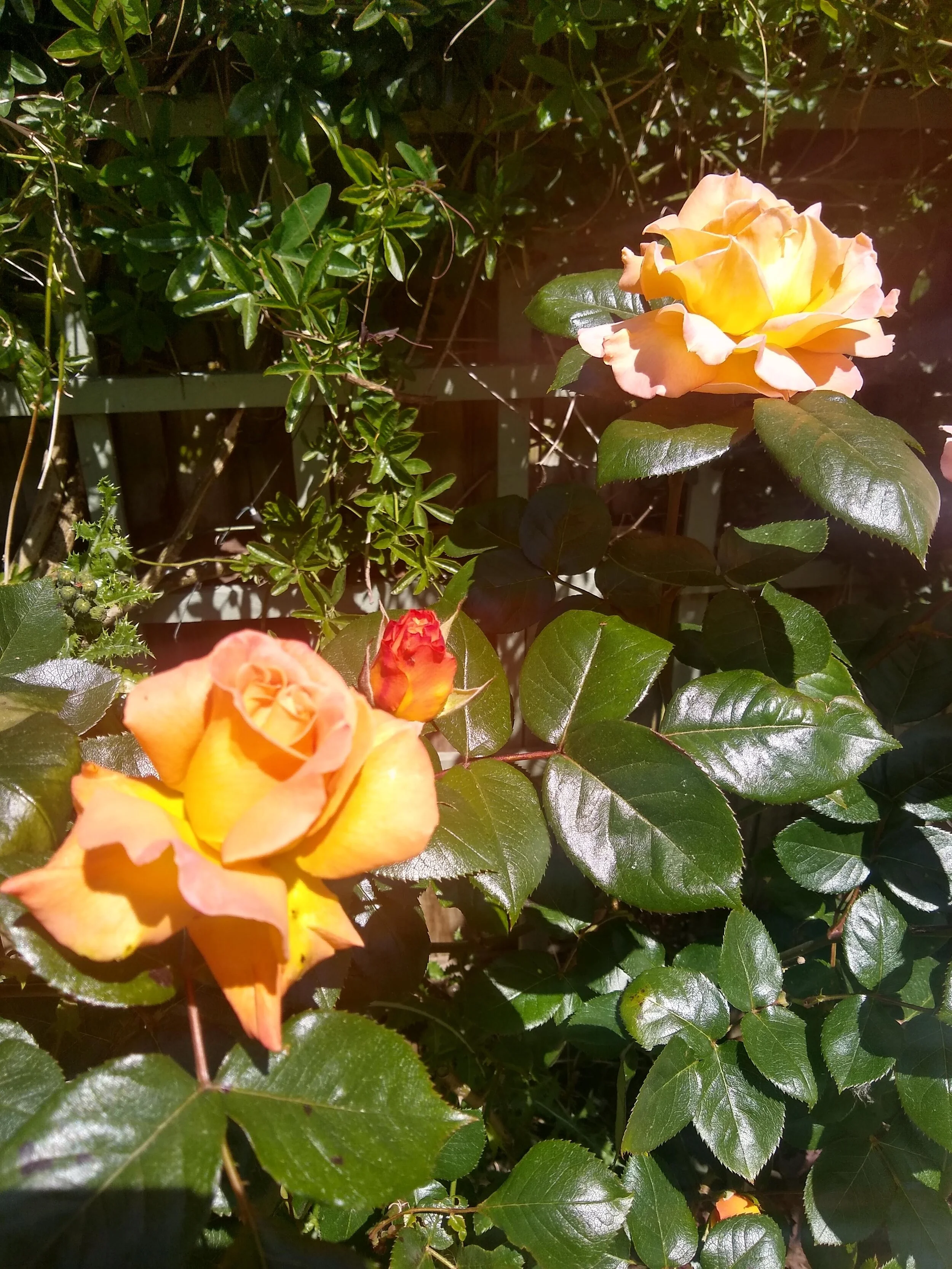 This Peach Melba just cannot be properly caught on camera, she glows so much she turns the air around here, which is thick with Aromatic Essential Oils, peachy.