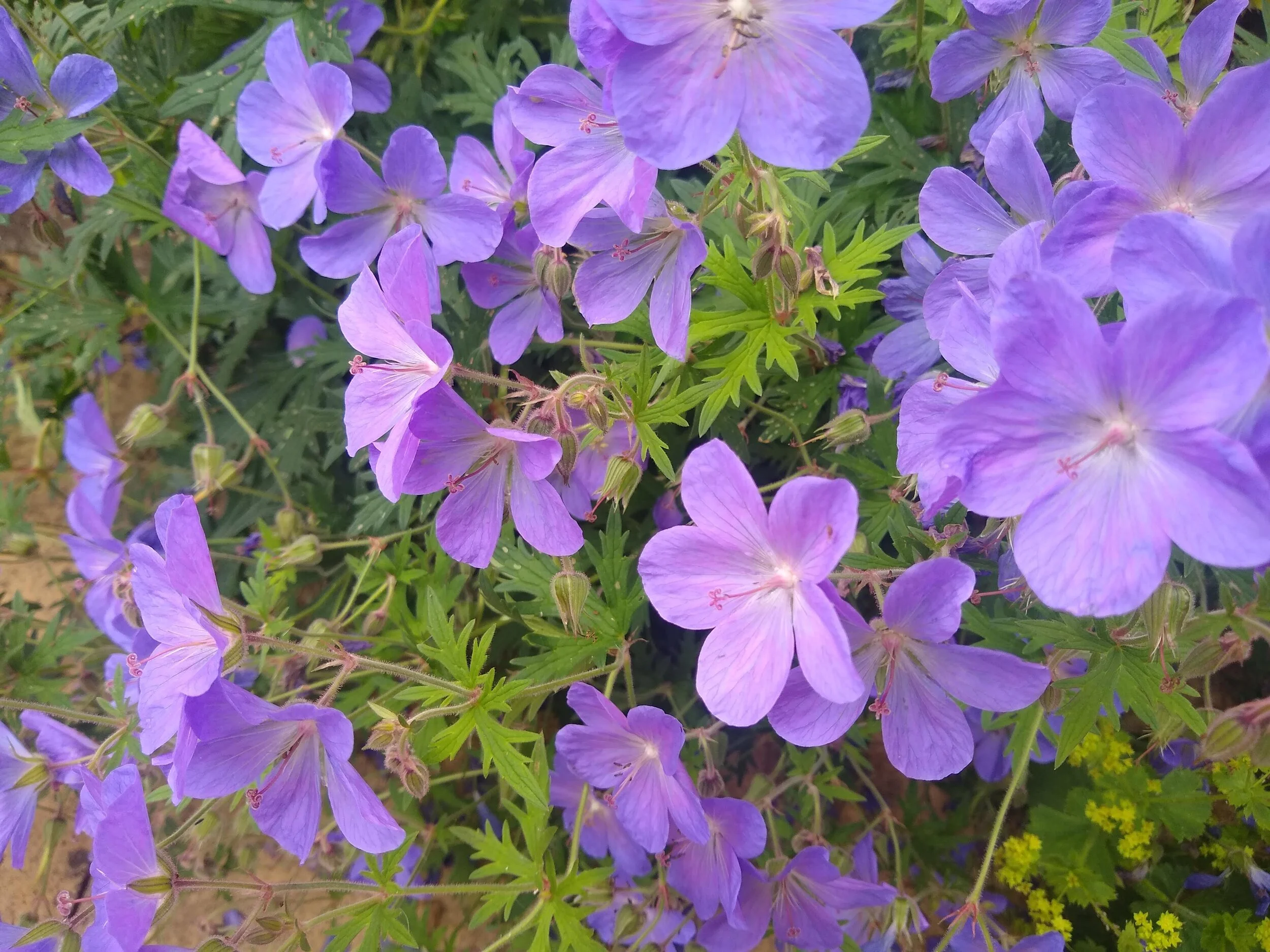 geraniums_purple.jpg
