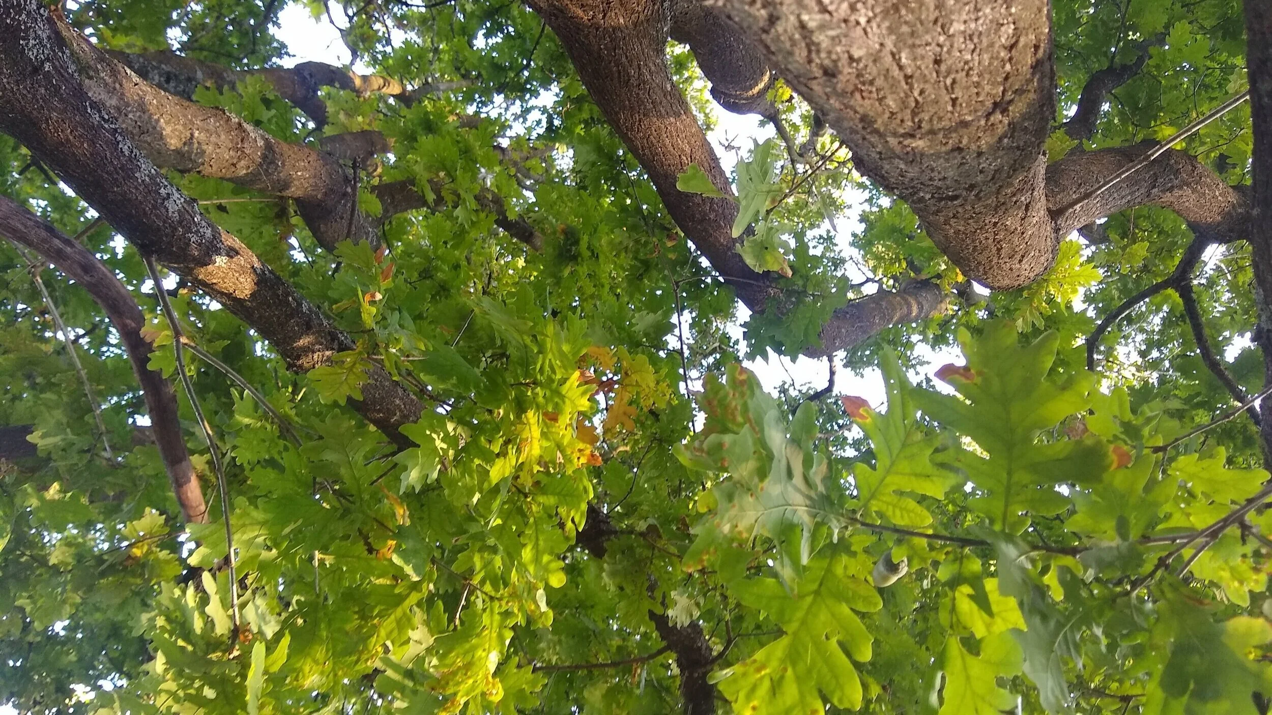 oak_leaves.jpg