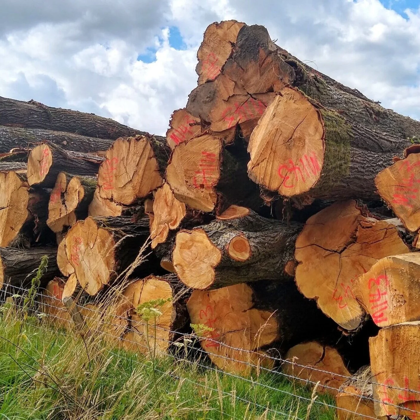Had to stop my car, cry and speak to these guys for a while, trying to soothe their shock and pain.