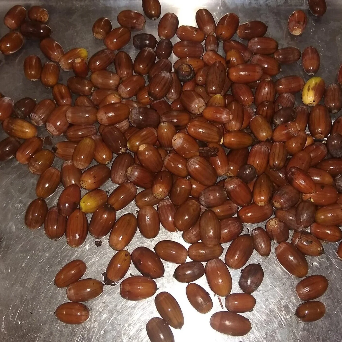 acorn_forage.jpg