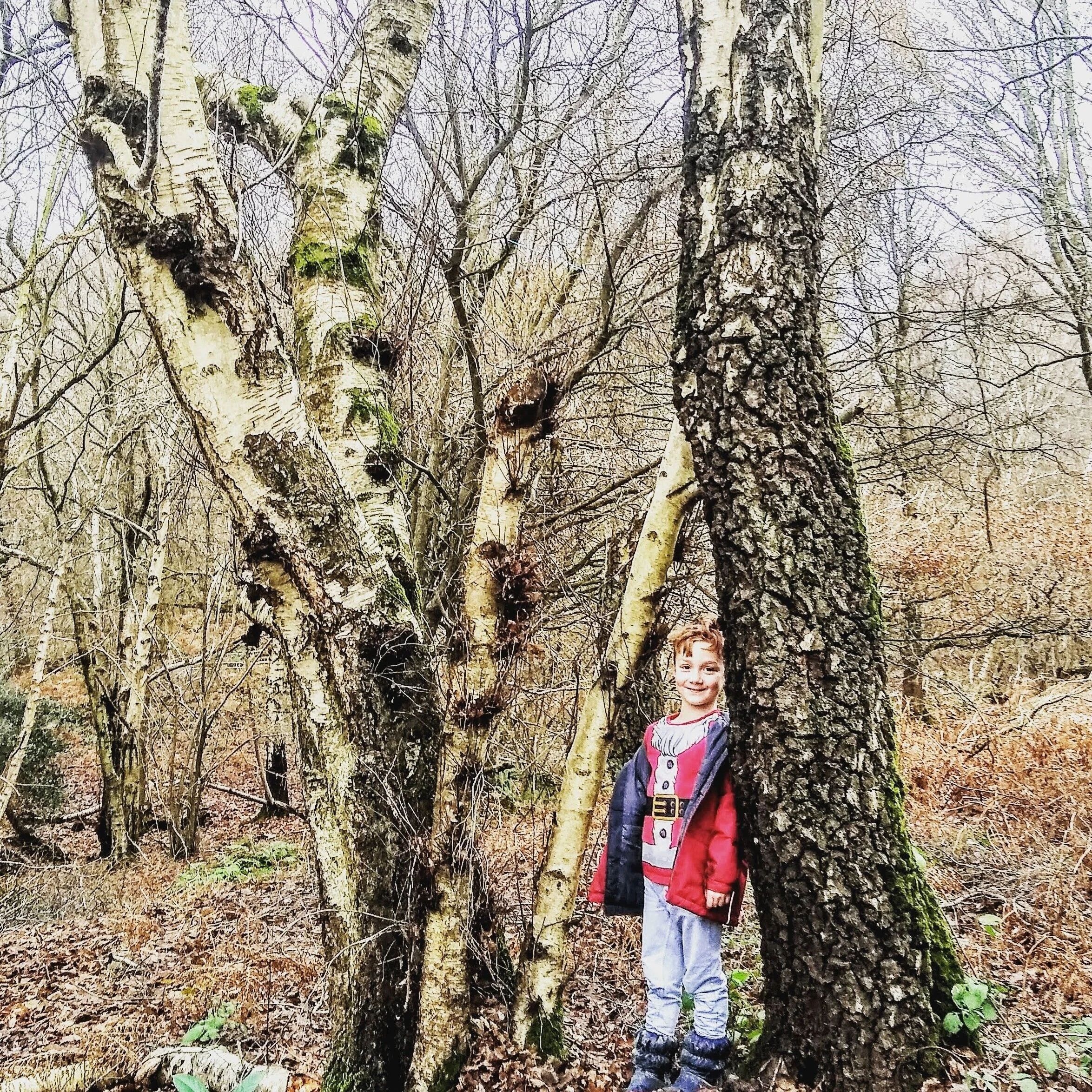 Embracing the Magic of the Silver Birch: A Journey into Celtic Tree Moons