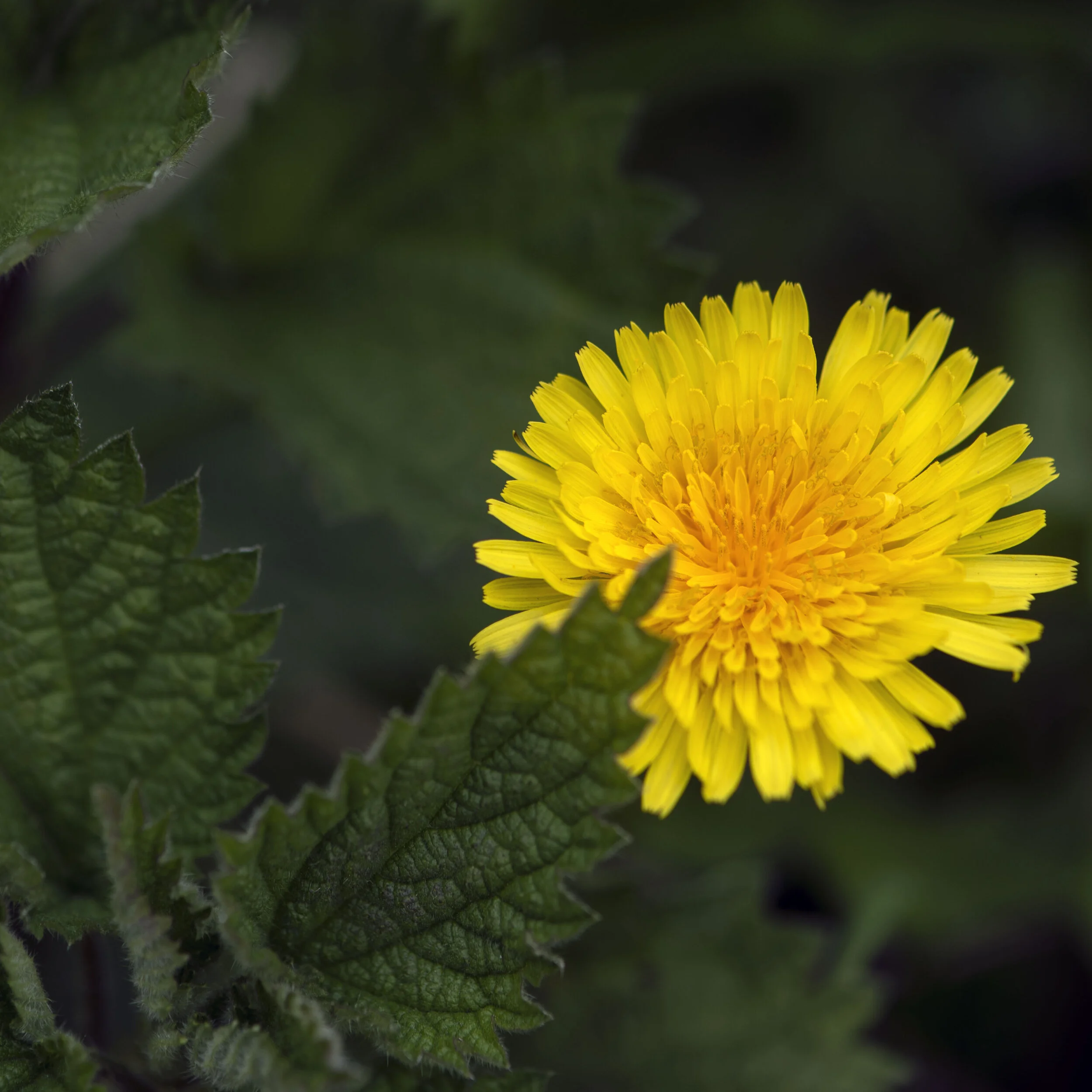 Dandelions and nettles gateway.jpg