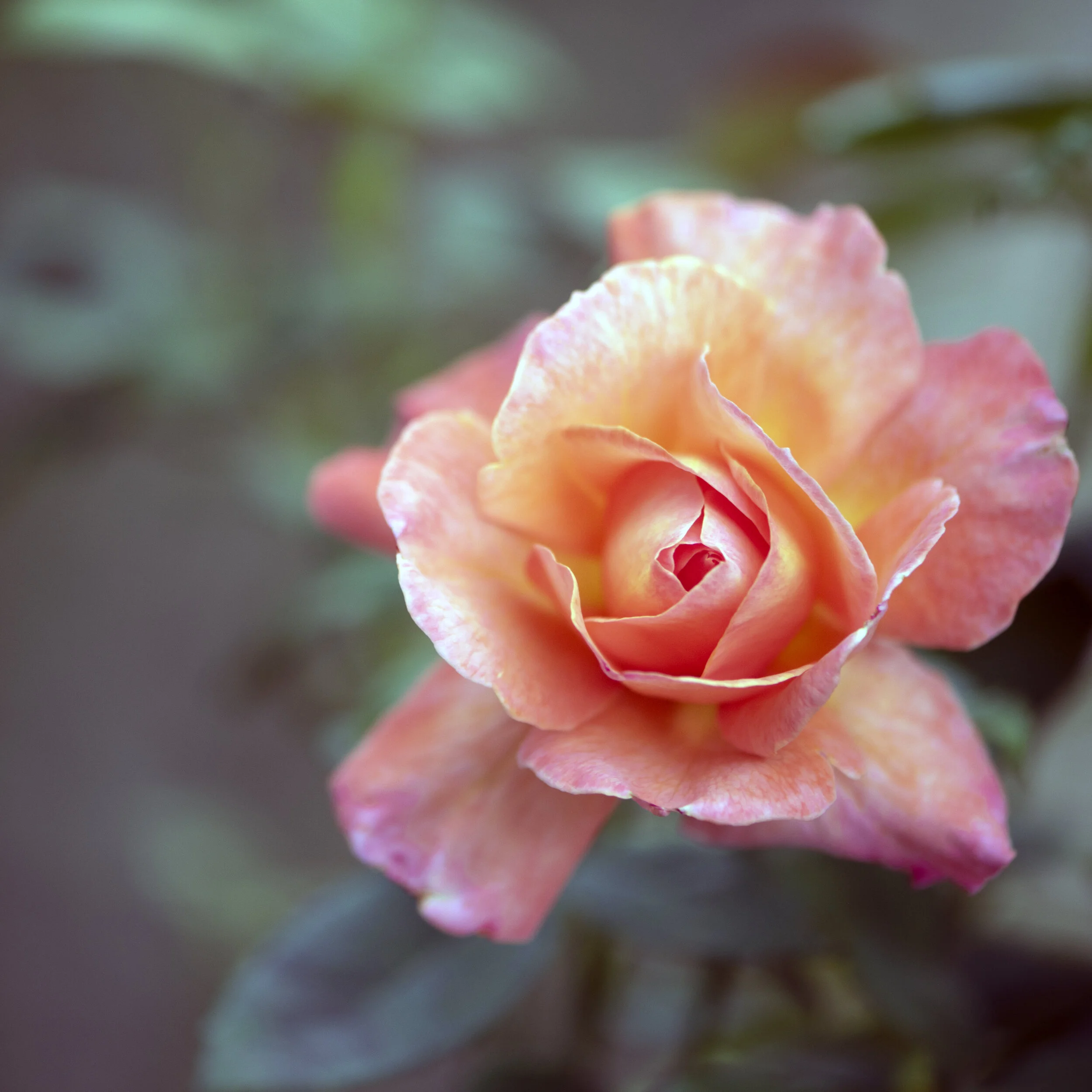 Rose DSC_6787.jpg