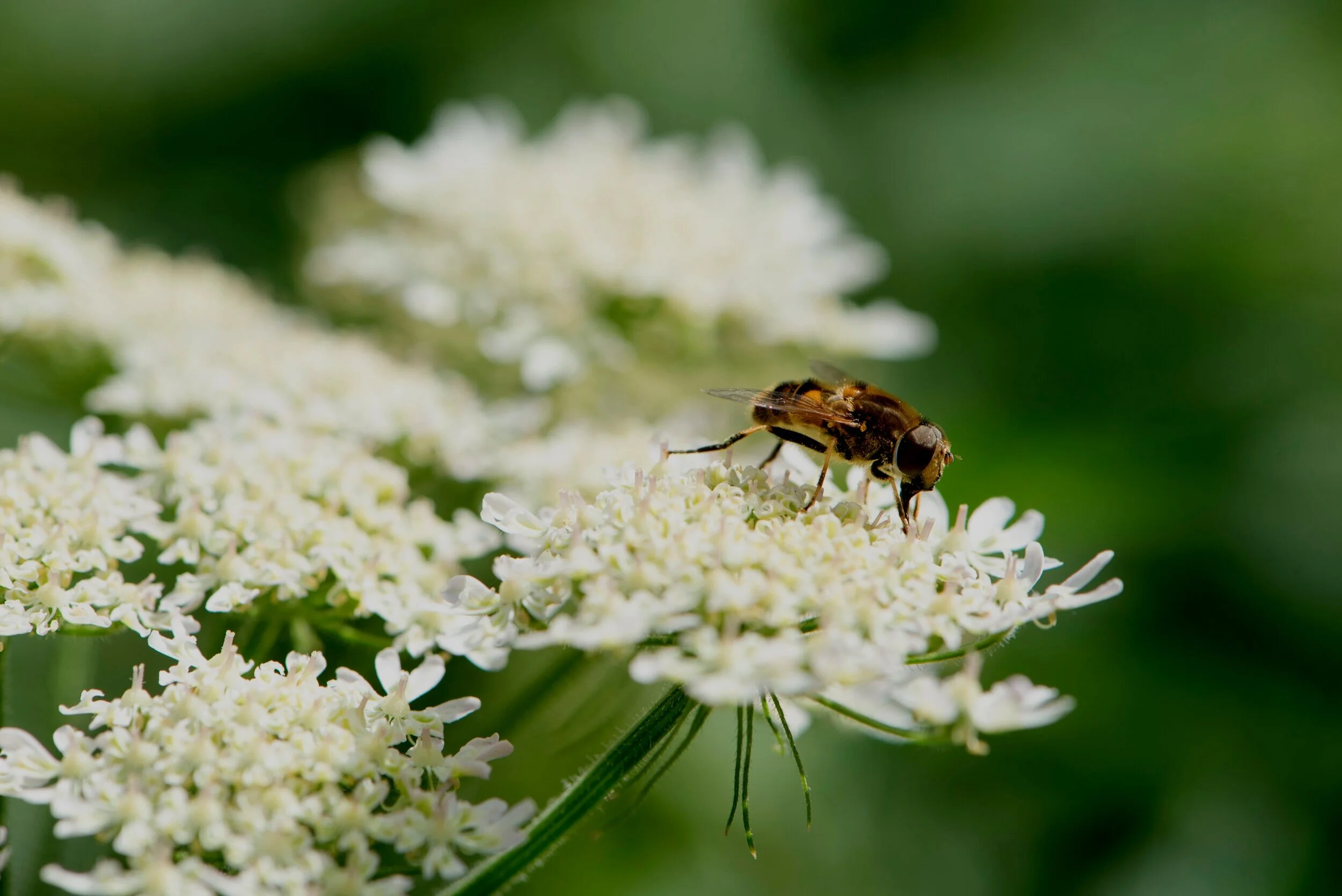 _DSC0015+Bee+on+Cow+Parsley.jpg