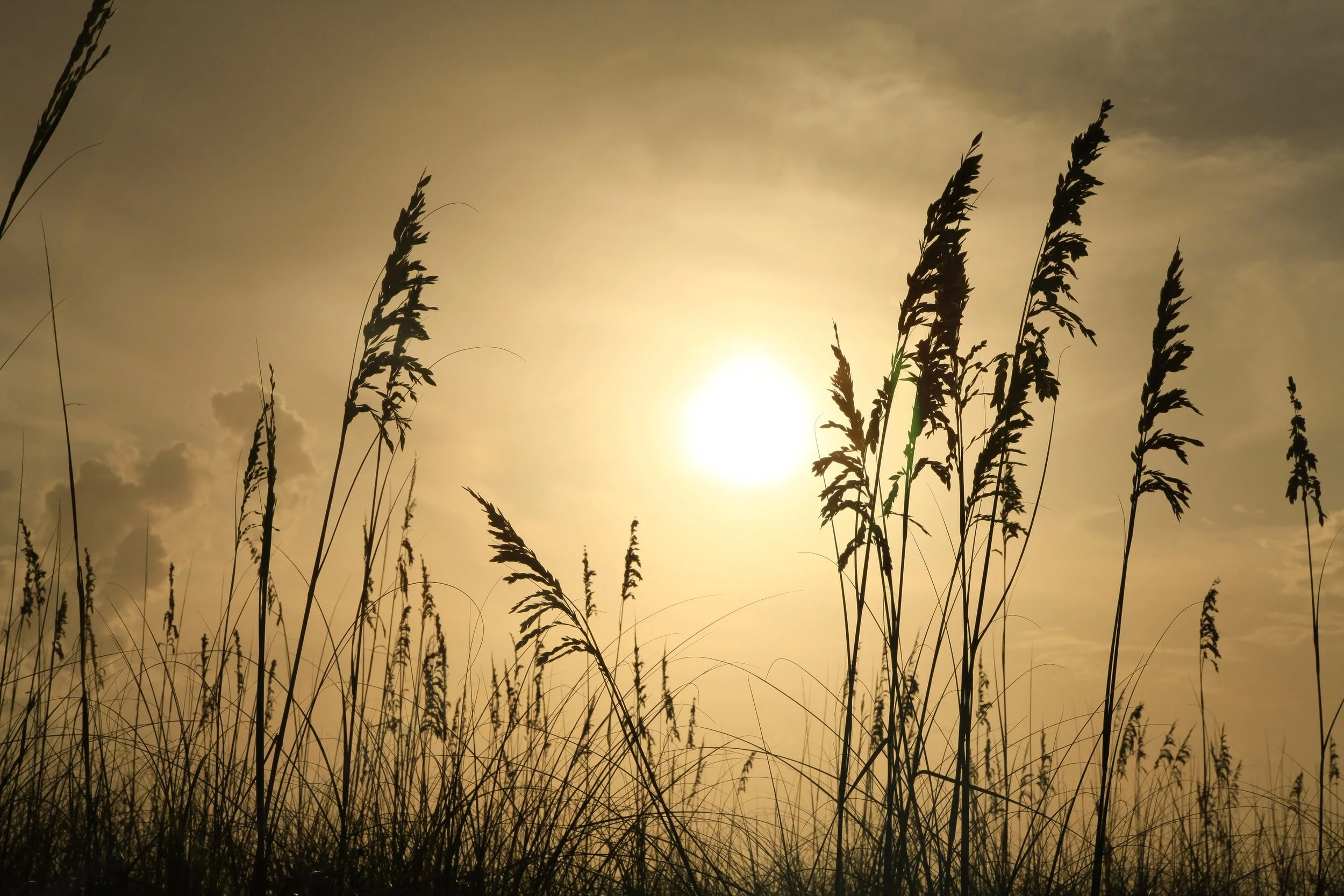Spiritual Wellbeing - Understanding the Magic of the Reed Moon - Celtic Tree Moon No.12