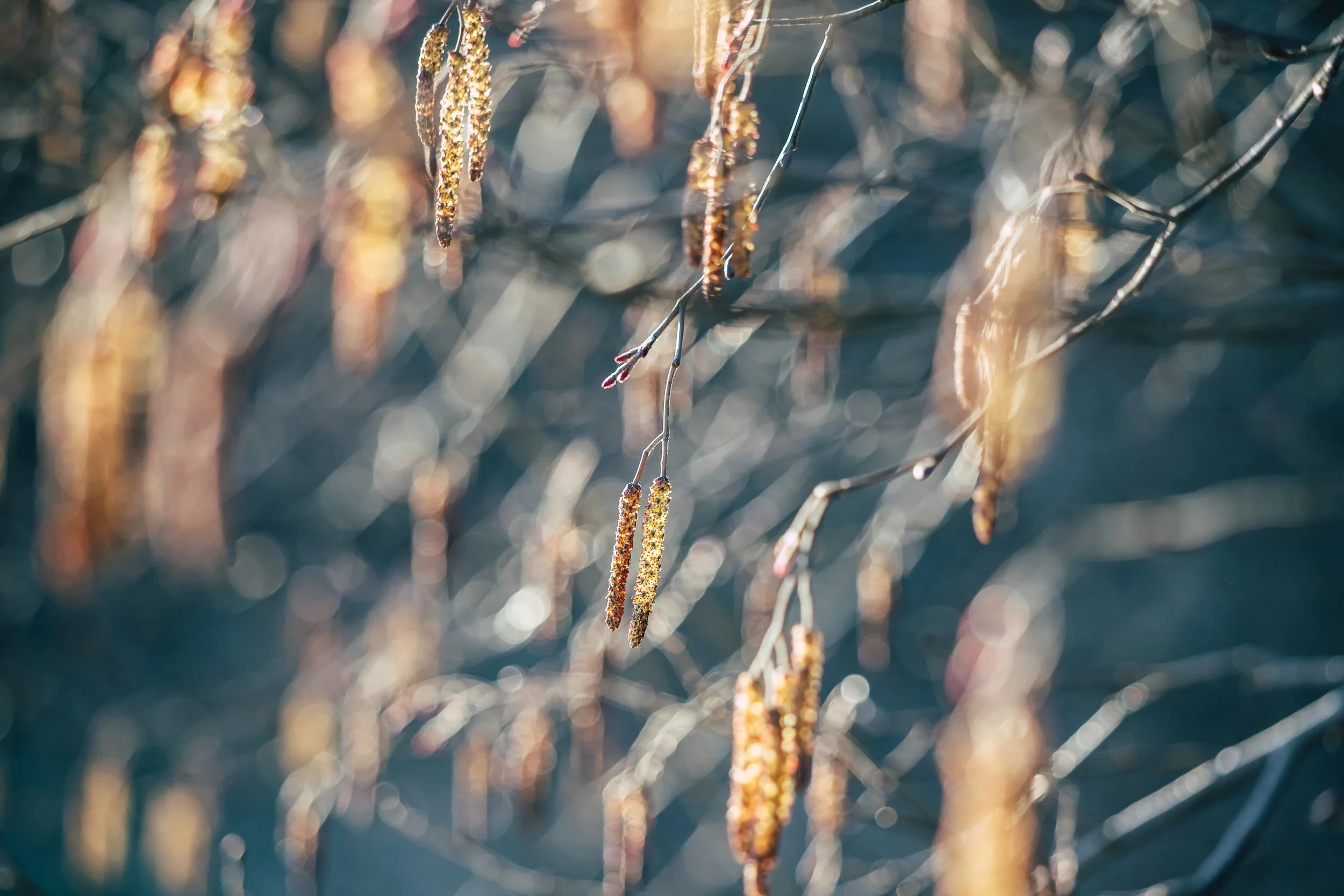 Unlocking the Mysteries of the Alder Moon - Celtic Tree Moon No. 4