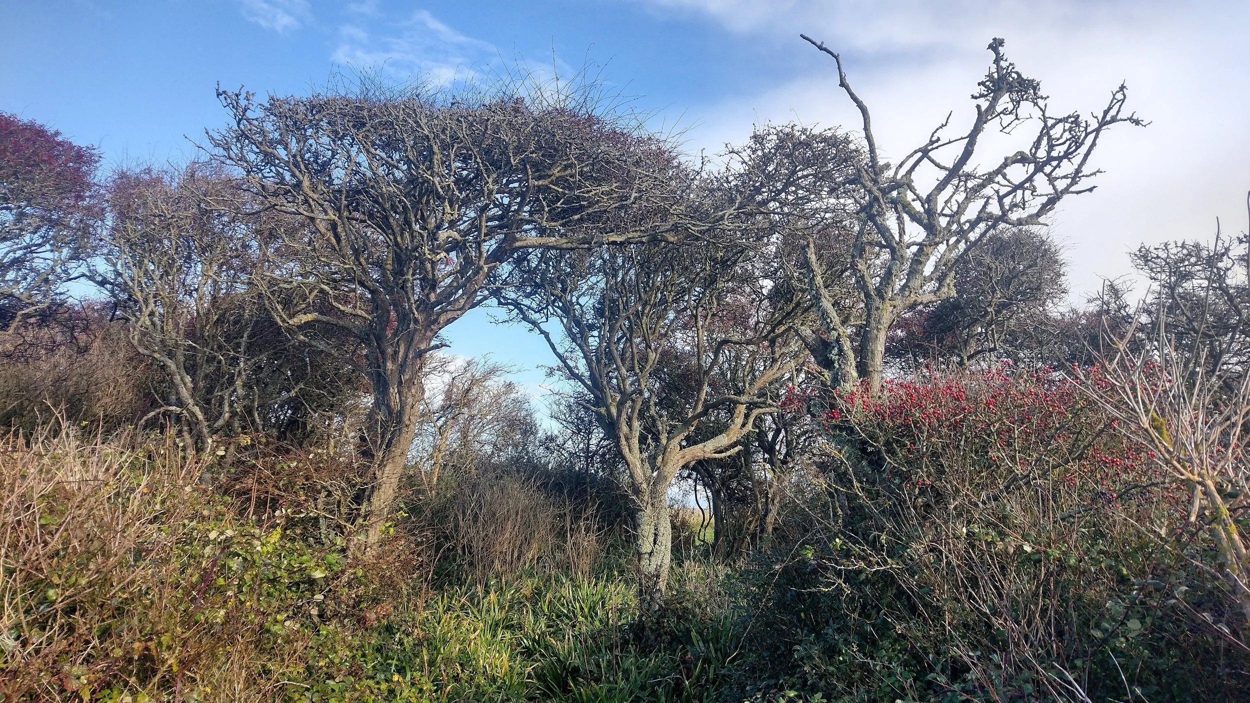 Embrace the Hawthorn Moon: Unveiling the Magic and Mystique of Celtic Tree Moon No. 6
