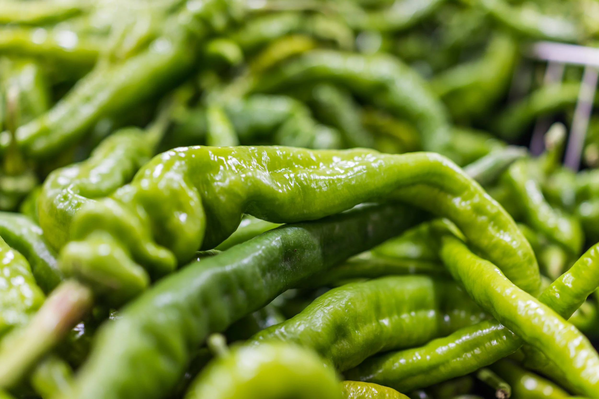 mhg watch long hot.jpeg