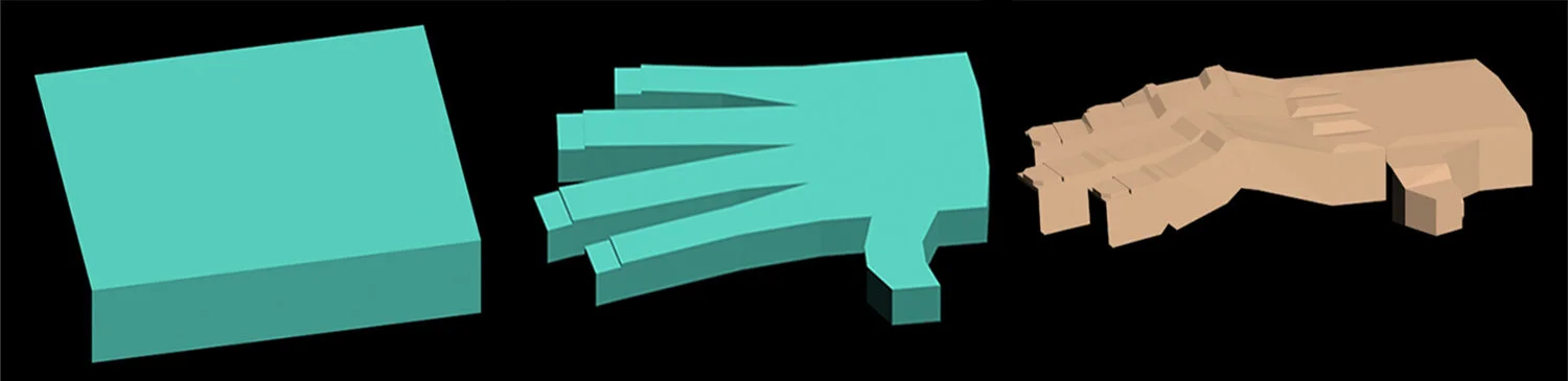 Human hand development