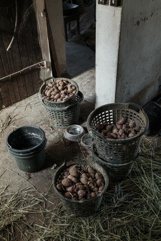  #bauer #farmer #demeter #bio #bioland #biodiversität #biodiversity #fotoreportage #reportage #leica #hasselblad #fotograf #photographer #dokumentation #fotodokumentation #fotografie #baden-württemberg #bw #agenturblumberg #nachhaltigkeit #natur #lan